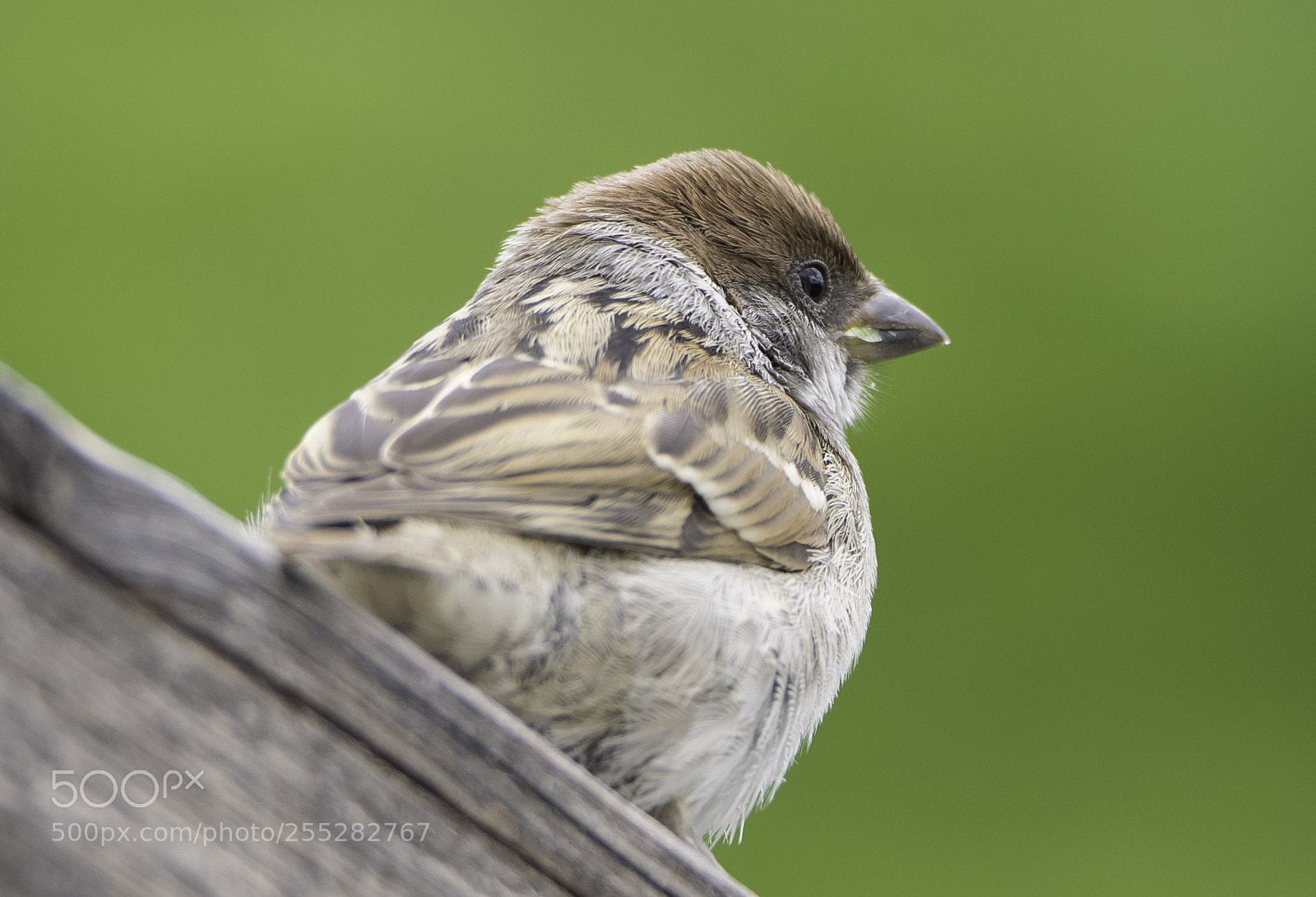 Nikon D5300 sample photo. Tree sparrow pilfink o photography