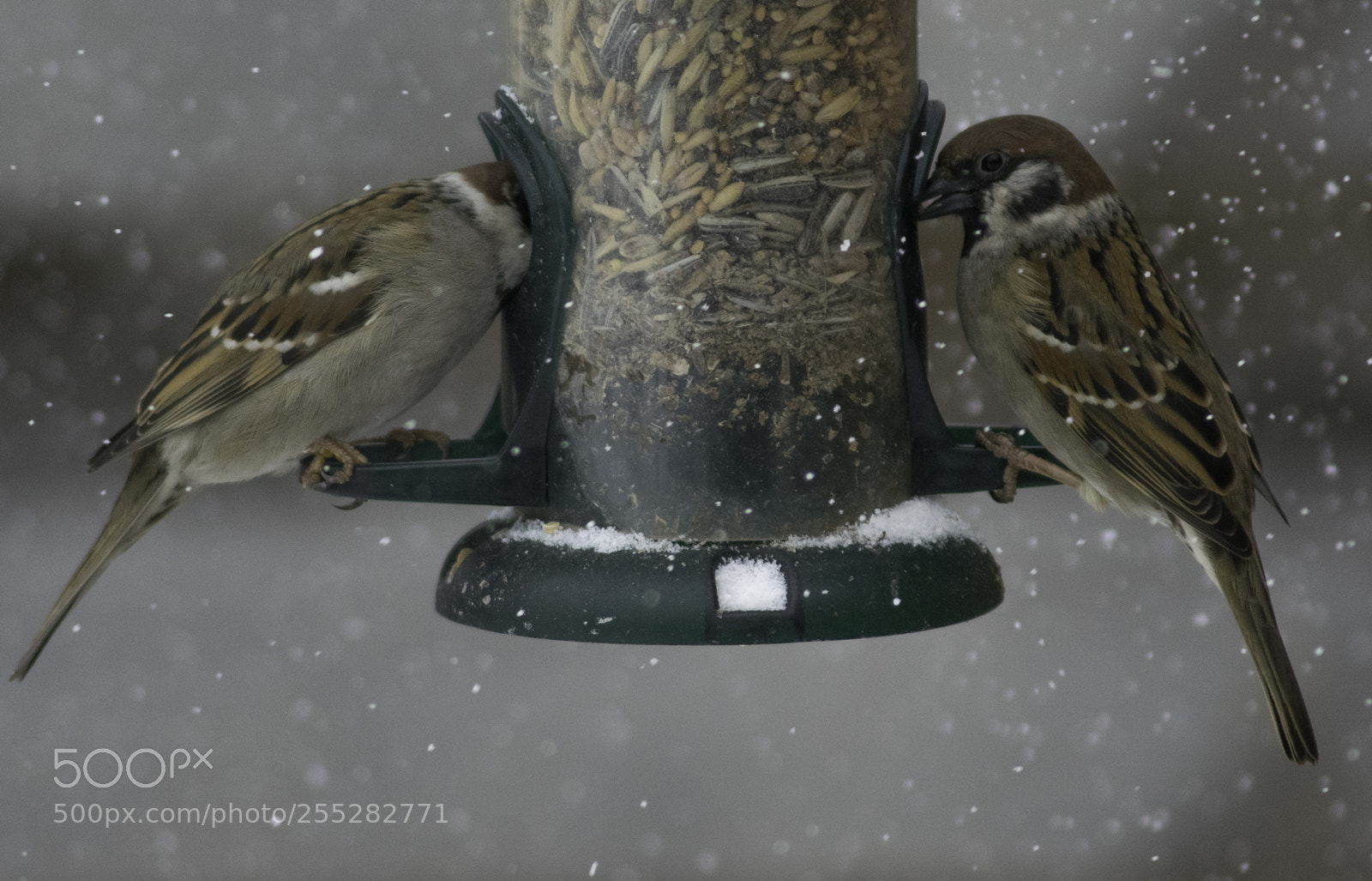 Nikon D5300 sample photo. Treesparrow pilfink o photography