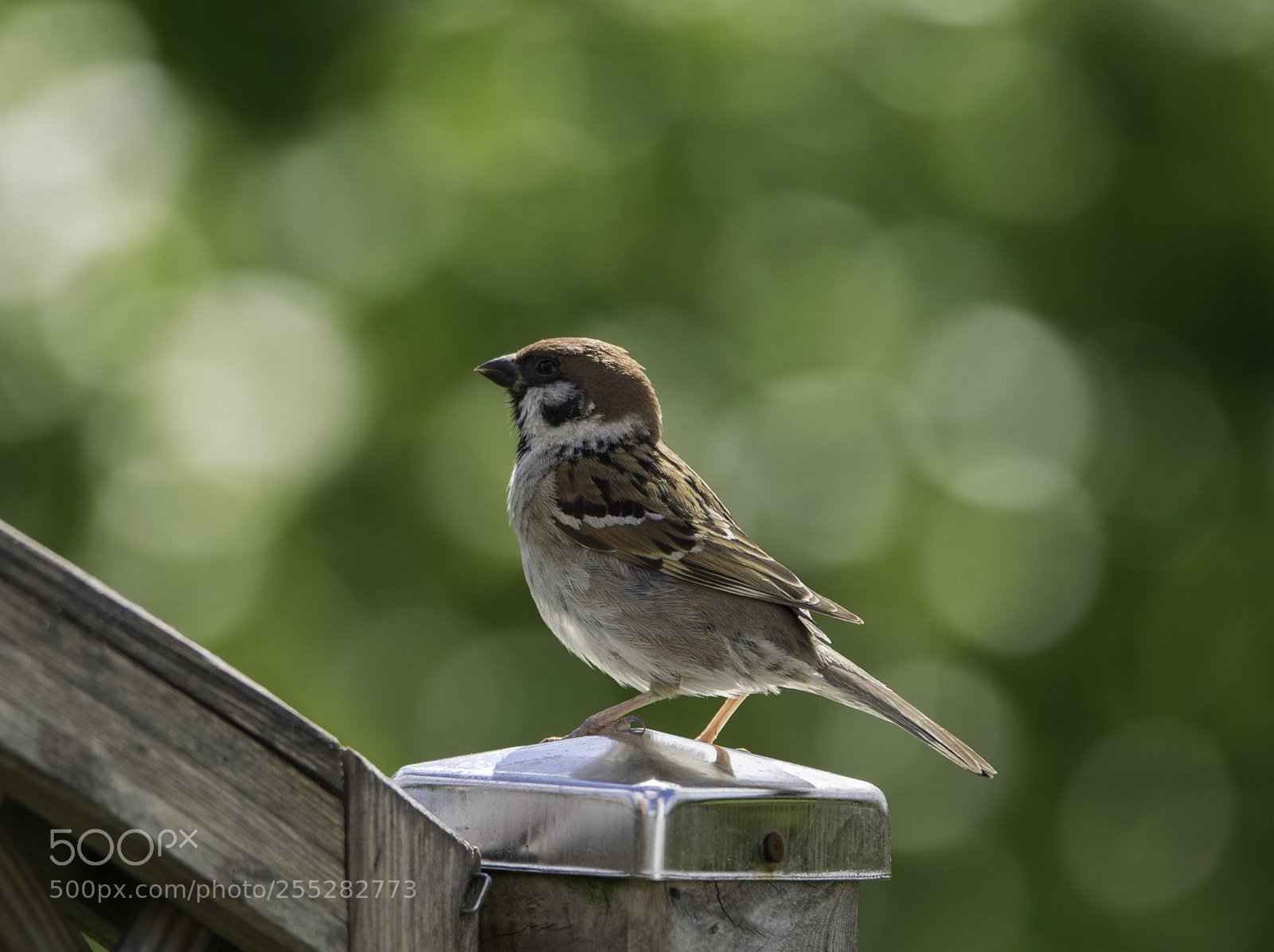 Nikon D5300 sample photo. Tree sparrow pilfink o photography