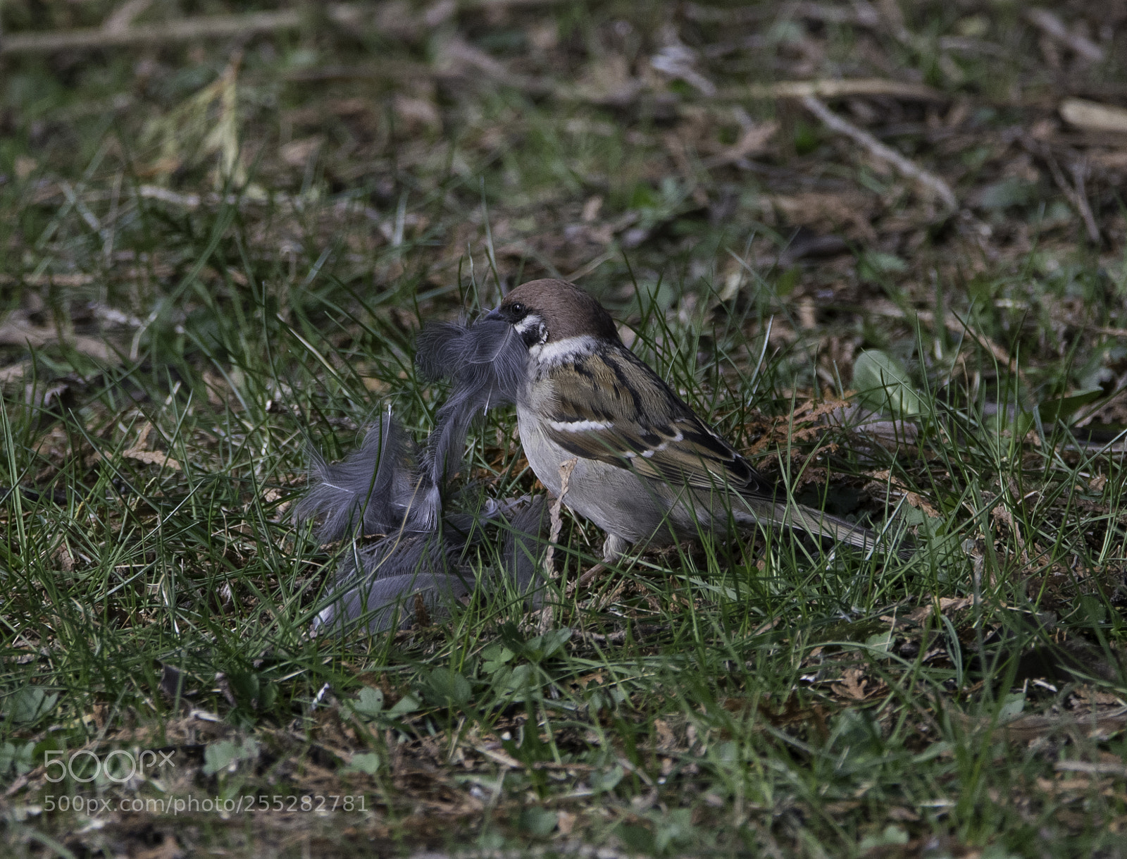 Nikon D5300 sample photo. Treesparrow pilfink o photography
