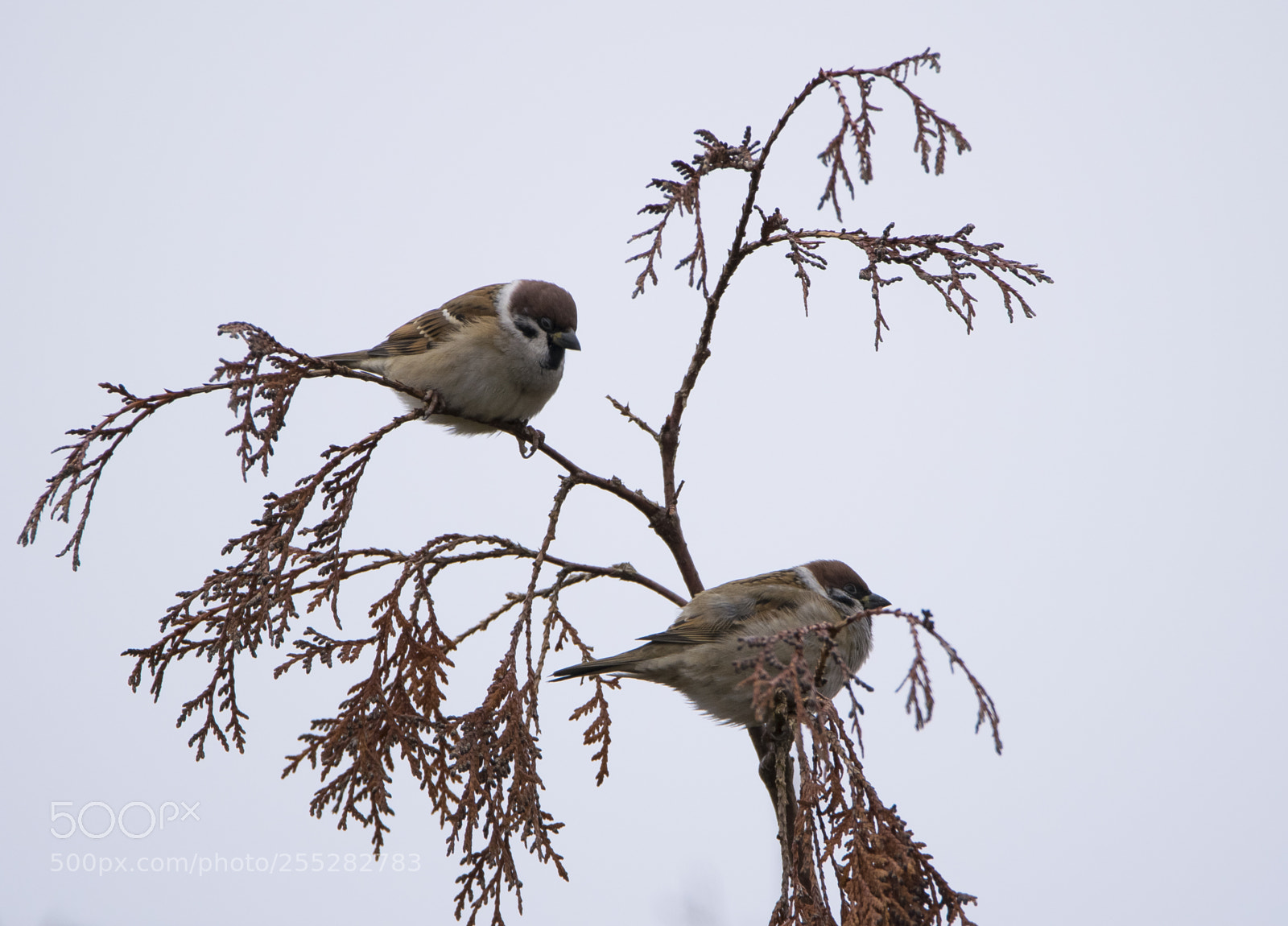 Nikon D5300 sample photo. Tree sparrow pilfink o photography