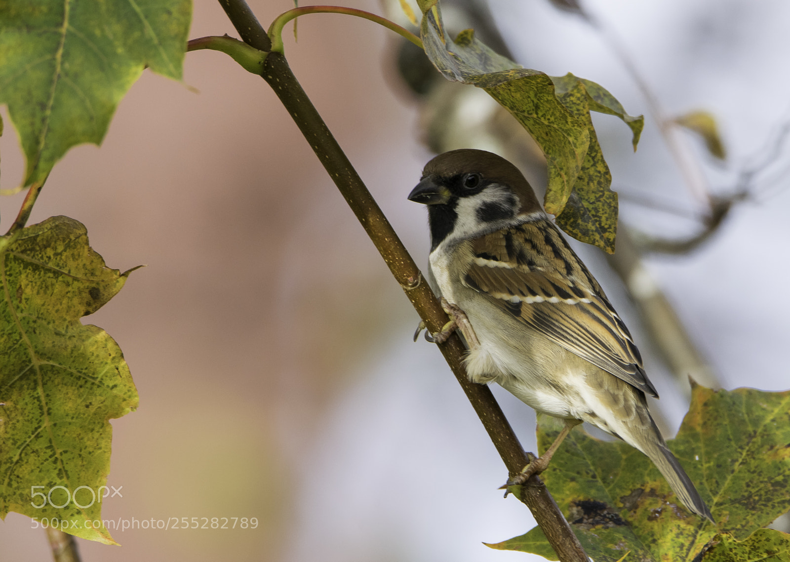 Nikon D5300 sample photo. Tree sparrow pilfink o photography