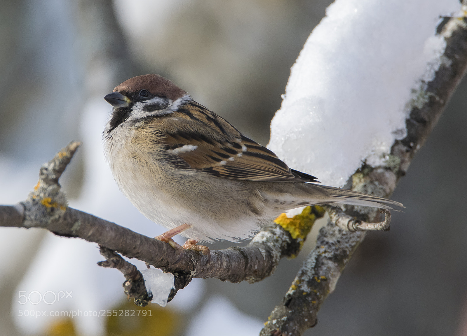 Nikon D5300 sample photo. Treesparrow pilfink o photography