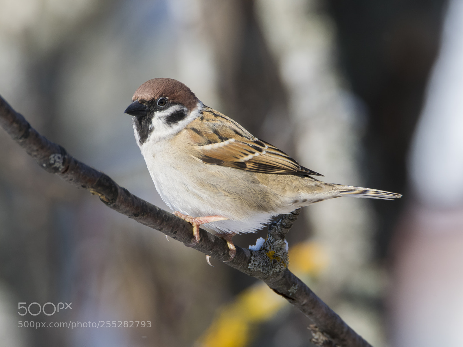 Nikon D5300 sample photo. Treesparrow pilfink o photography