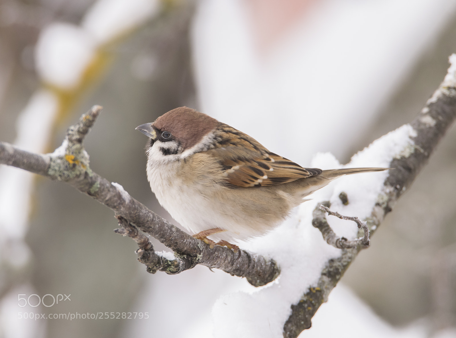 Nikon D5300 sample photo. Treesparrow pilfink o photography