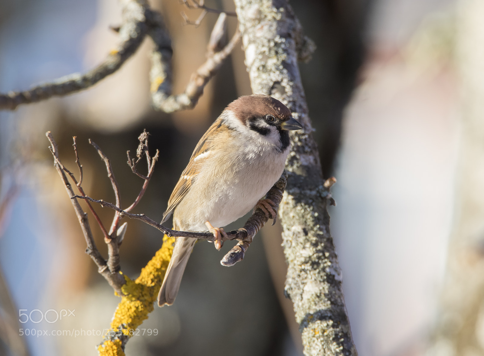 Nikon D5300 sample photo. Treesparrow pilfink o photography