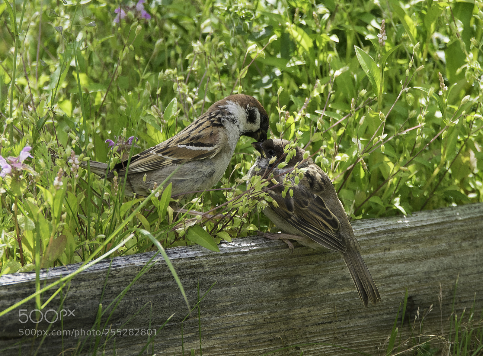 Nikon D5300 sample photo. Tree sparrows pilfinkar o photography