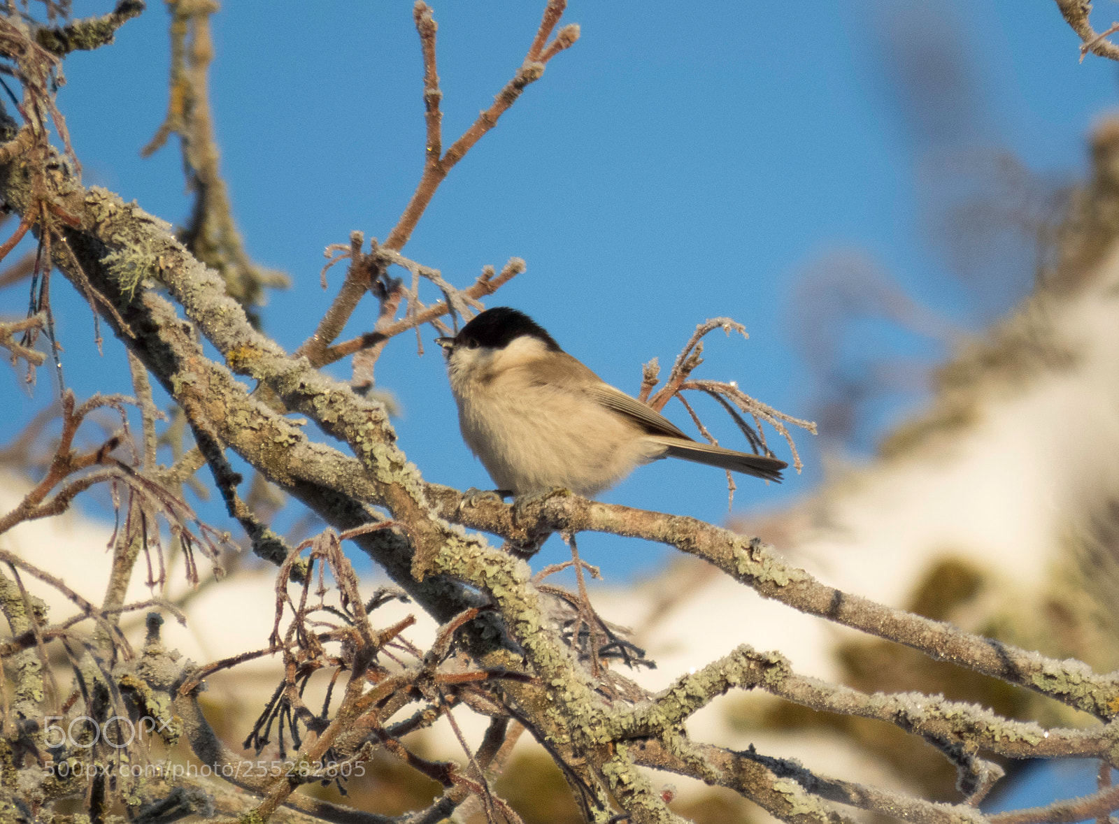 Canon PowerShot SX60 HS sample photo. Wallow tit talltita o photography