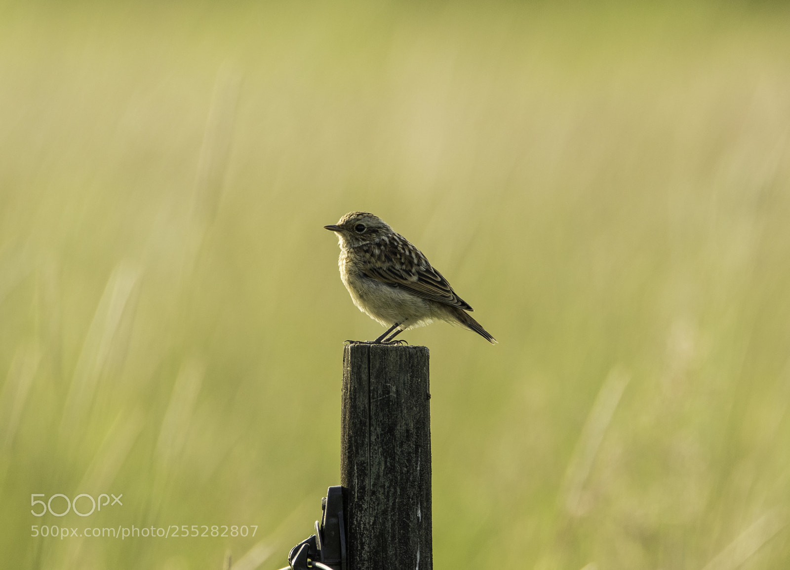 Nikon D5300 sample photo. Whinchat buskskvtta o photography