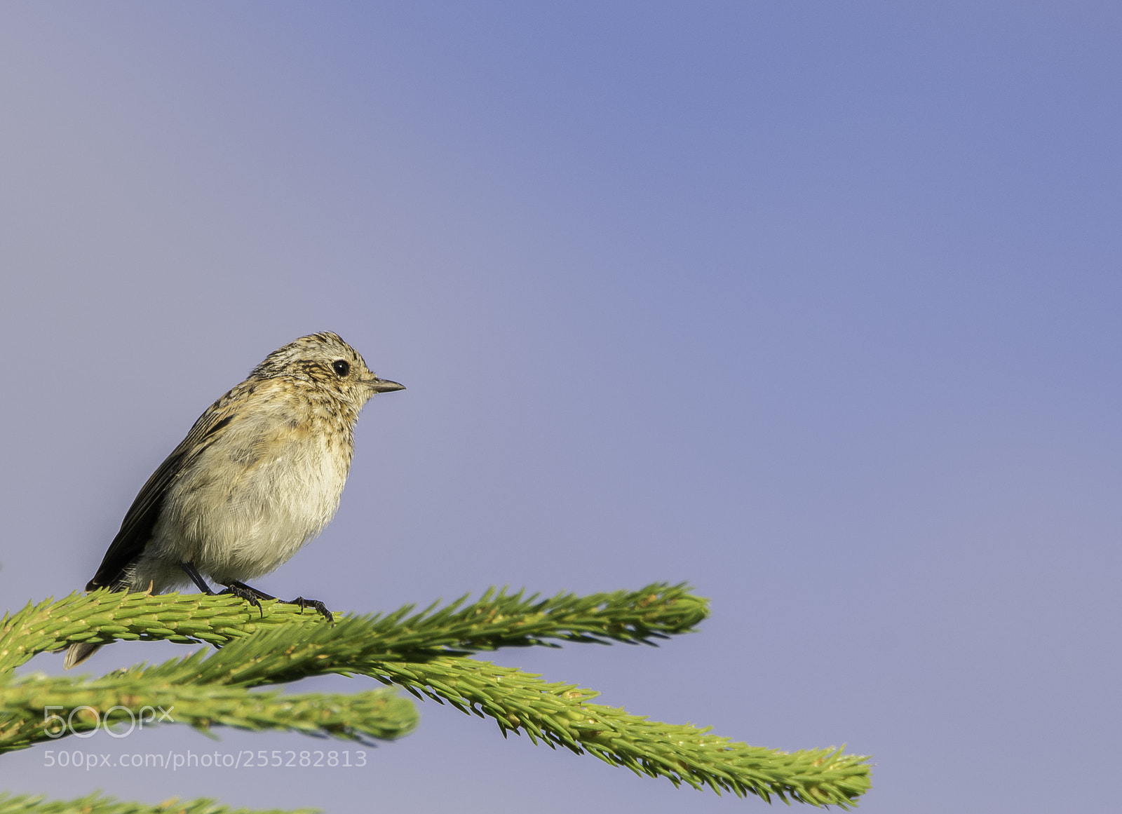 Nikon D5300 sample photo. Whinchat buskskvtta o photography