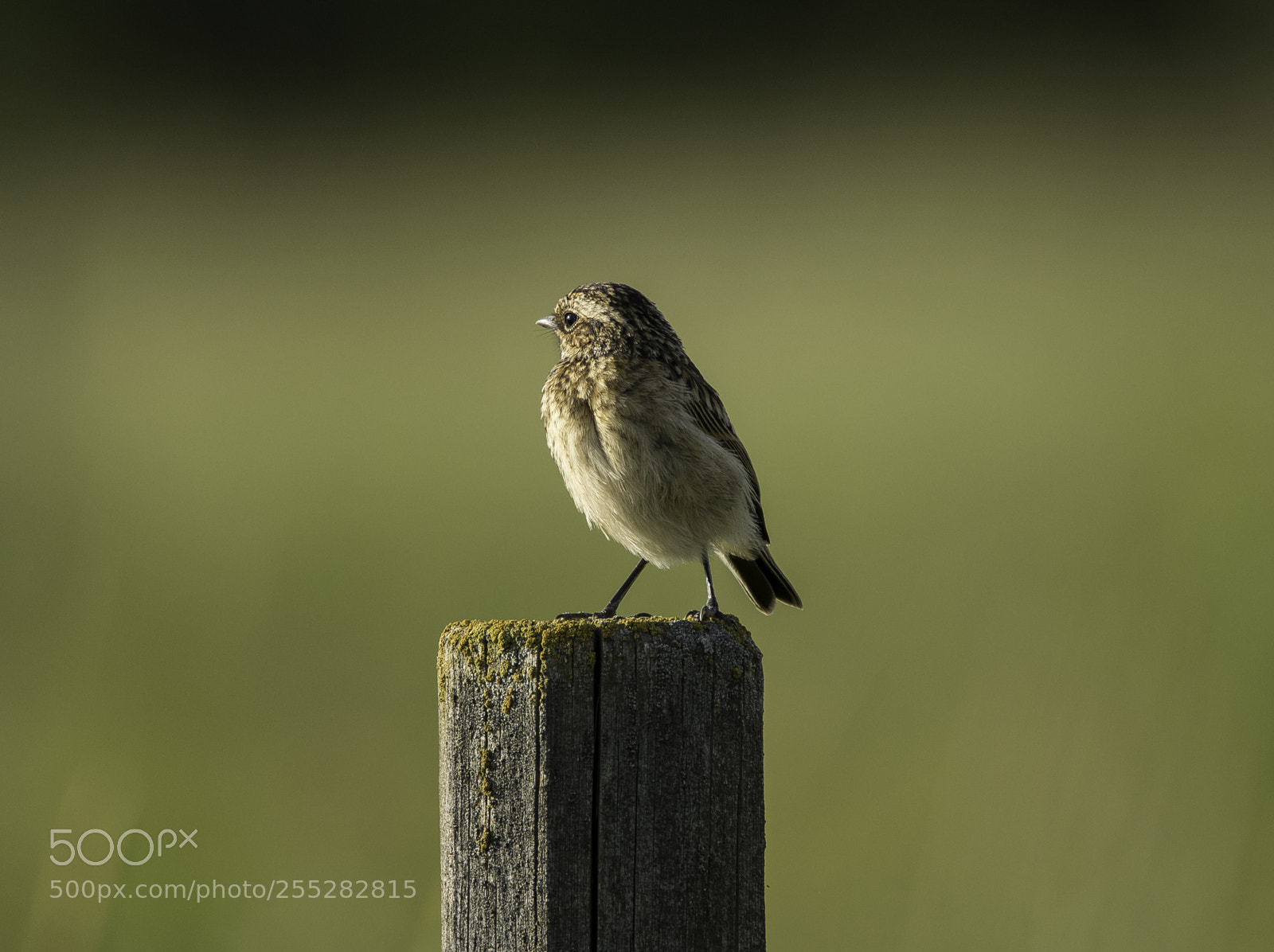 Nikon D5300 sample photo. Whinchat buskskvtta o photography