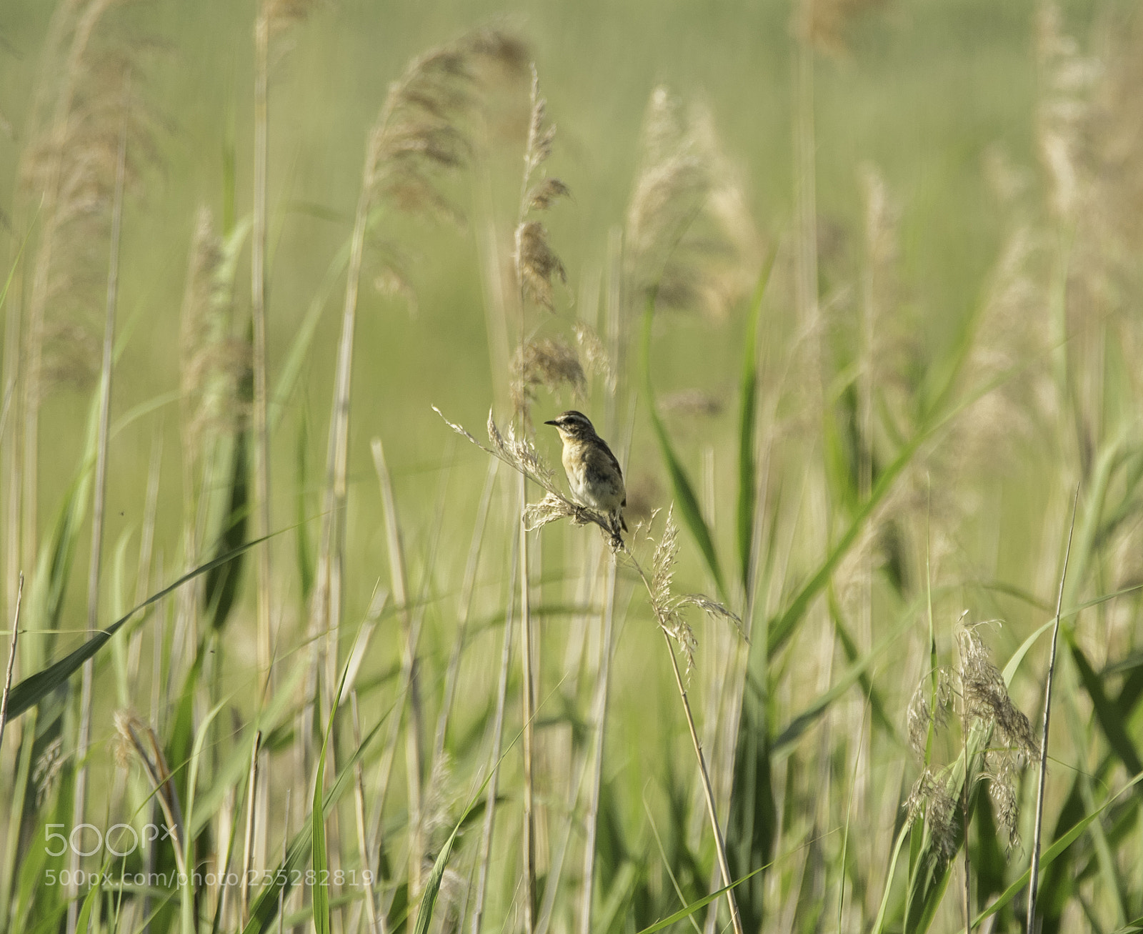 Nikon D5300 sample photo. Whinchat buskskvtta o photography