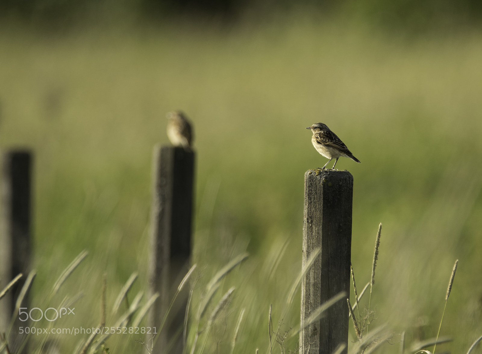 Nikon D5300 sample photo. Whinchat buskskvtta o photography