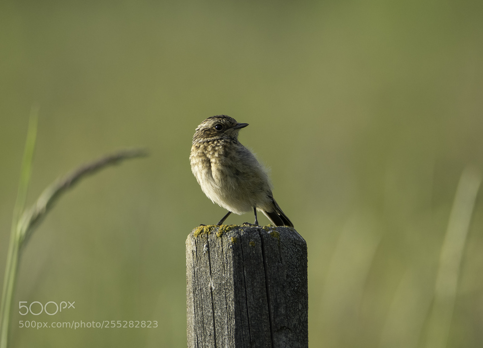 Nikon D5300 sample photo. Whinchat buskskvtta o photography