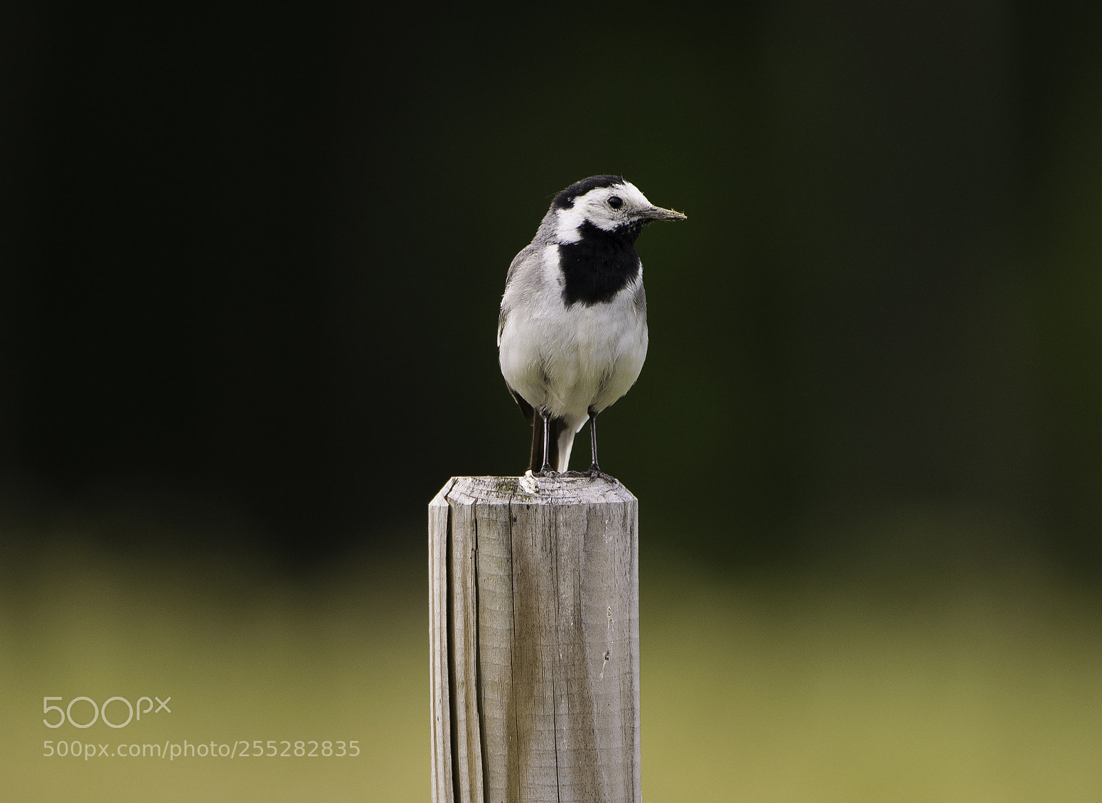Nikon D5300 sample photo. White wagtail sdesrla o photography