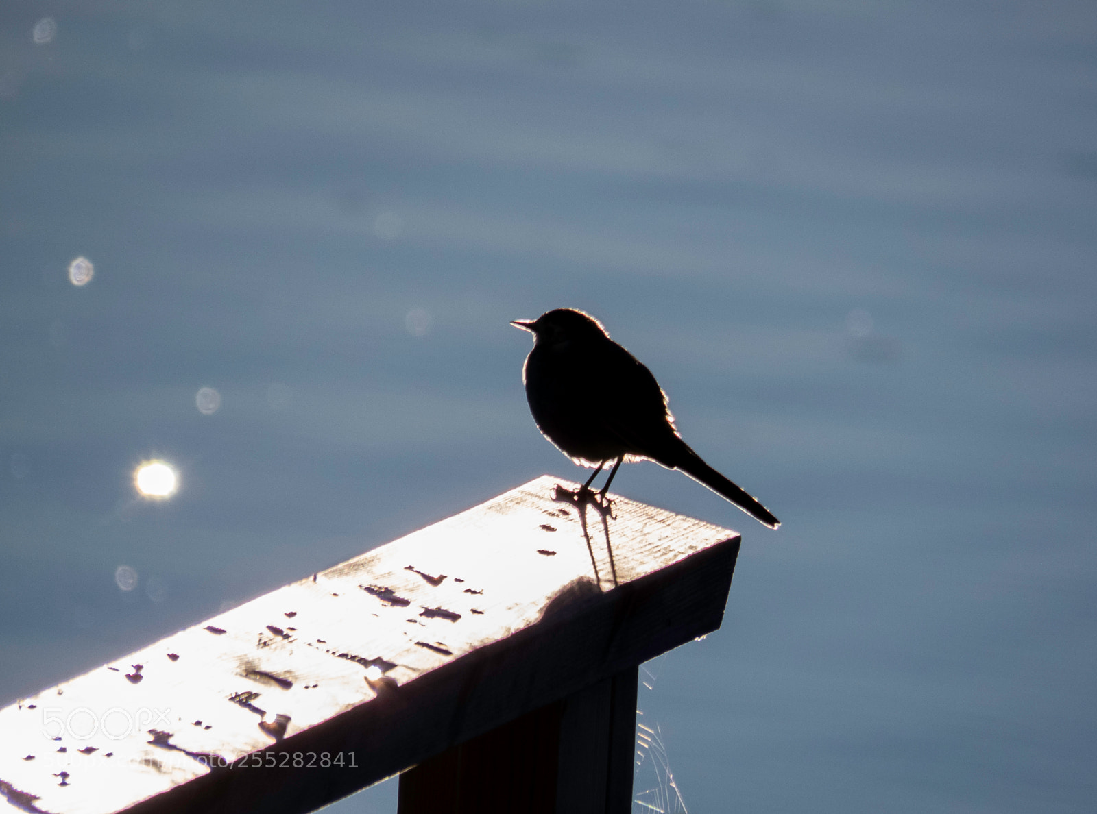 Canon PowerShot SX60 HS sample photo. White wagtail sdesrla o photography