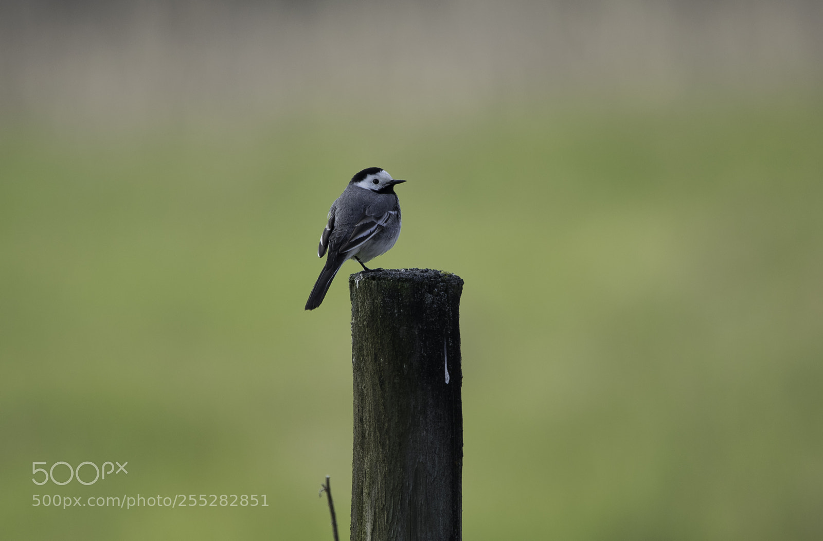 Nikon D5300 sample photo. White wagtail sdesrla o photography
