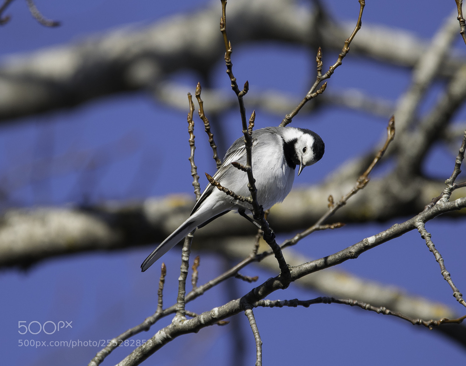 Nikon D5300 sample photo. White wagtail sdesrla o photography