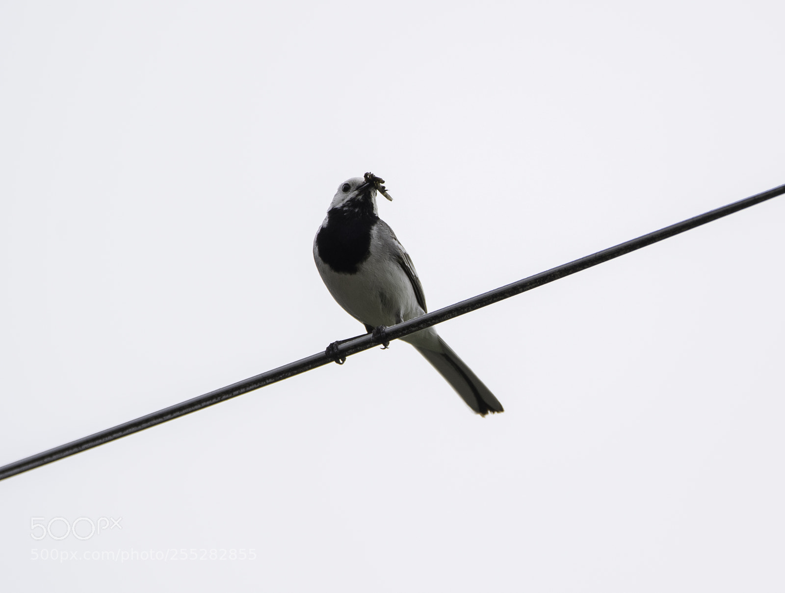 Nikon D5300 sample photo. White wagtail sdesrla o photography