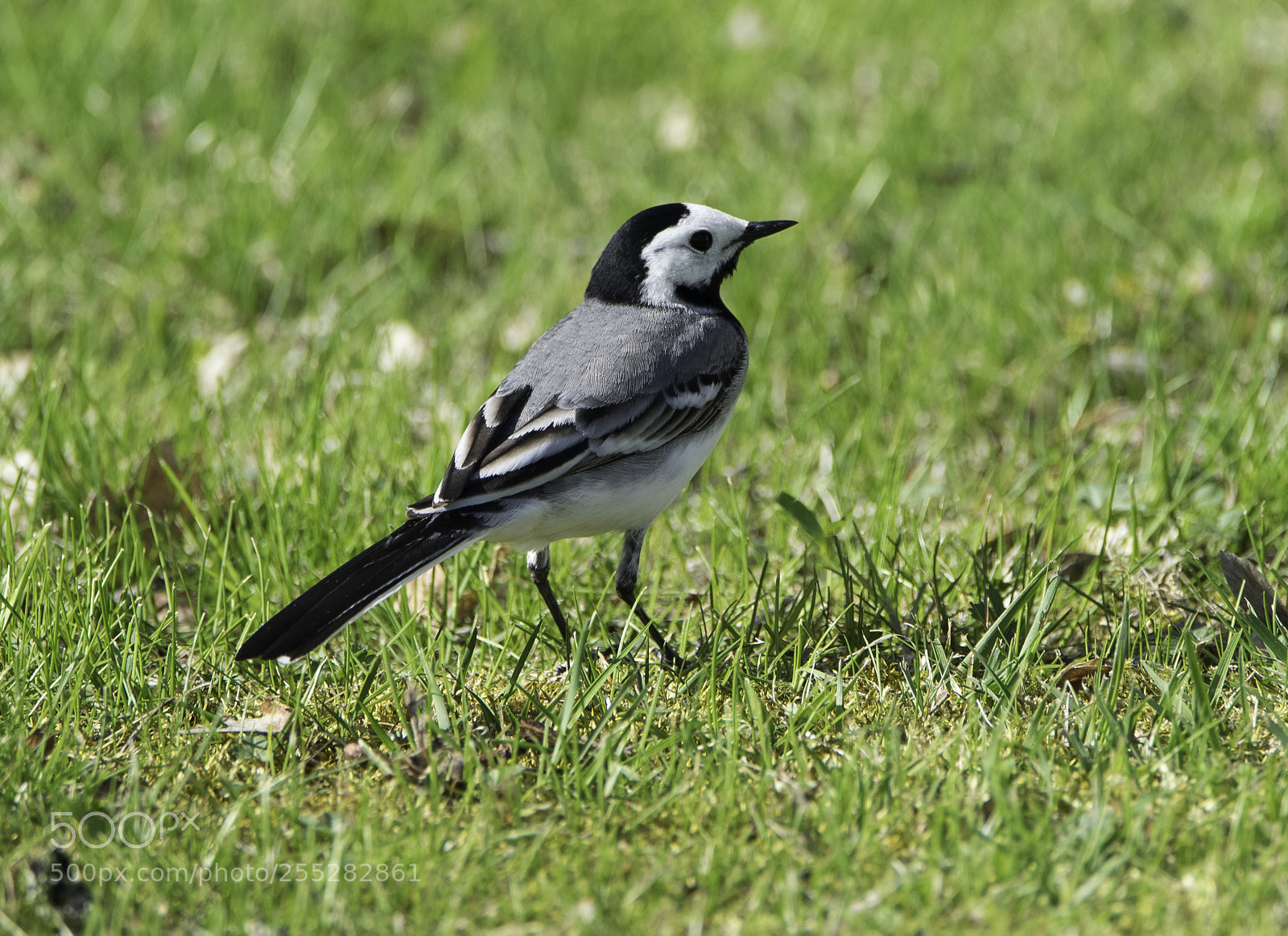 Nikon D5300 sample photo. White wagtail sdesrla o photography