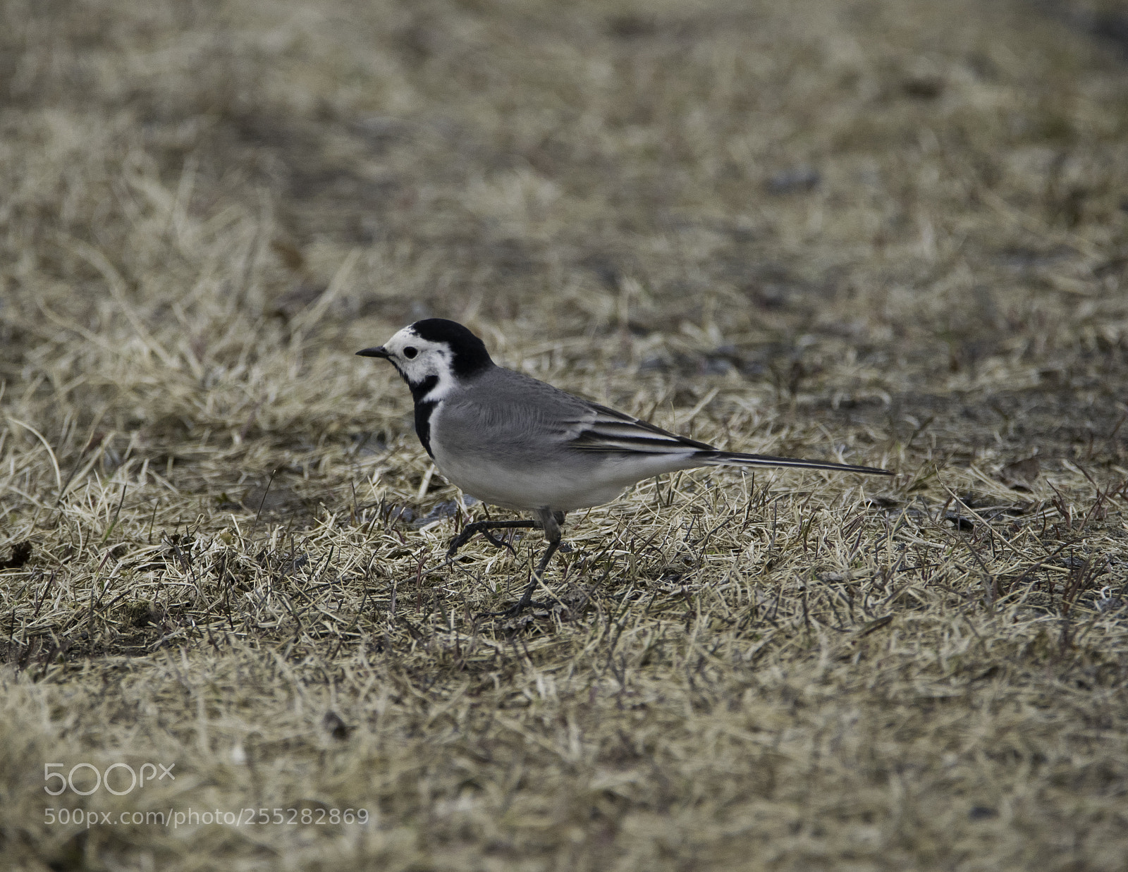 Nikon D5300 sample photo. White wagtail sdesrla o photography