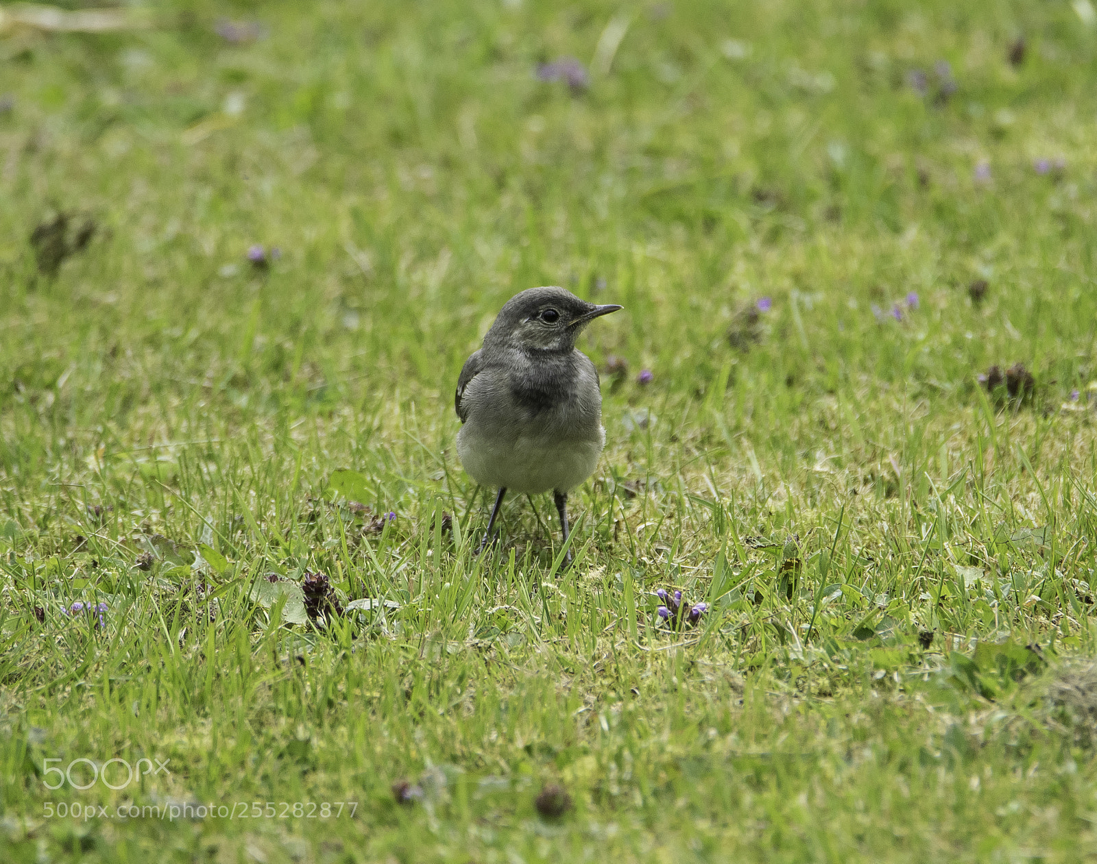 Nikon D5300 sample photo. White wagtail sdesrla o photography
