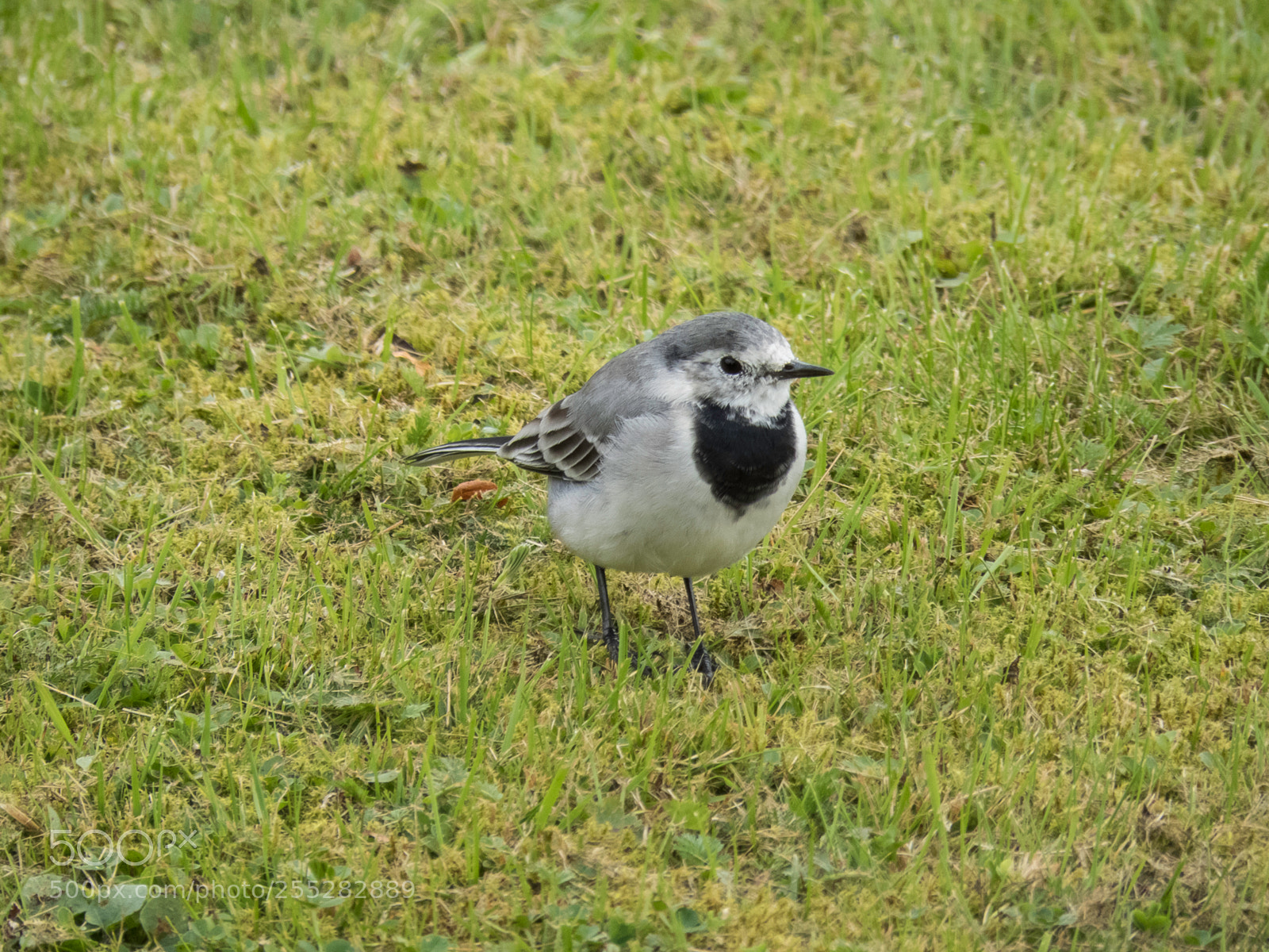 Canon PowerShot SX60 HS sample photo. White wagtail sdesrla o photography