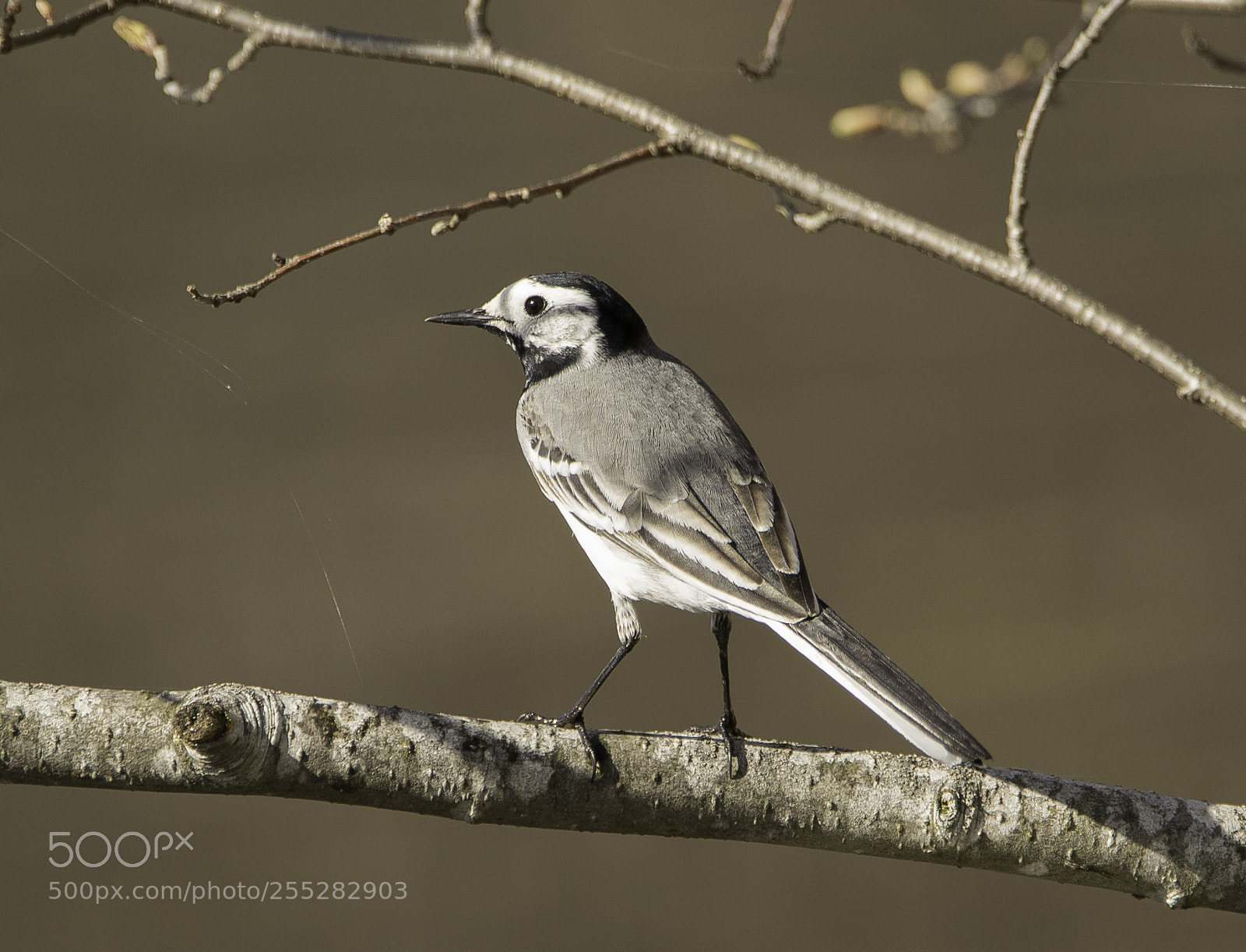 Nikon D5300 sample photo. White wagtail sdesrla o photography