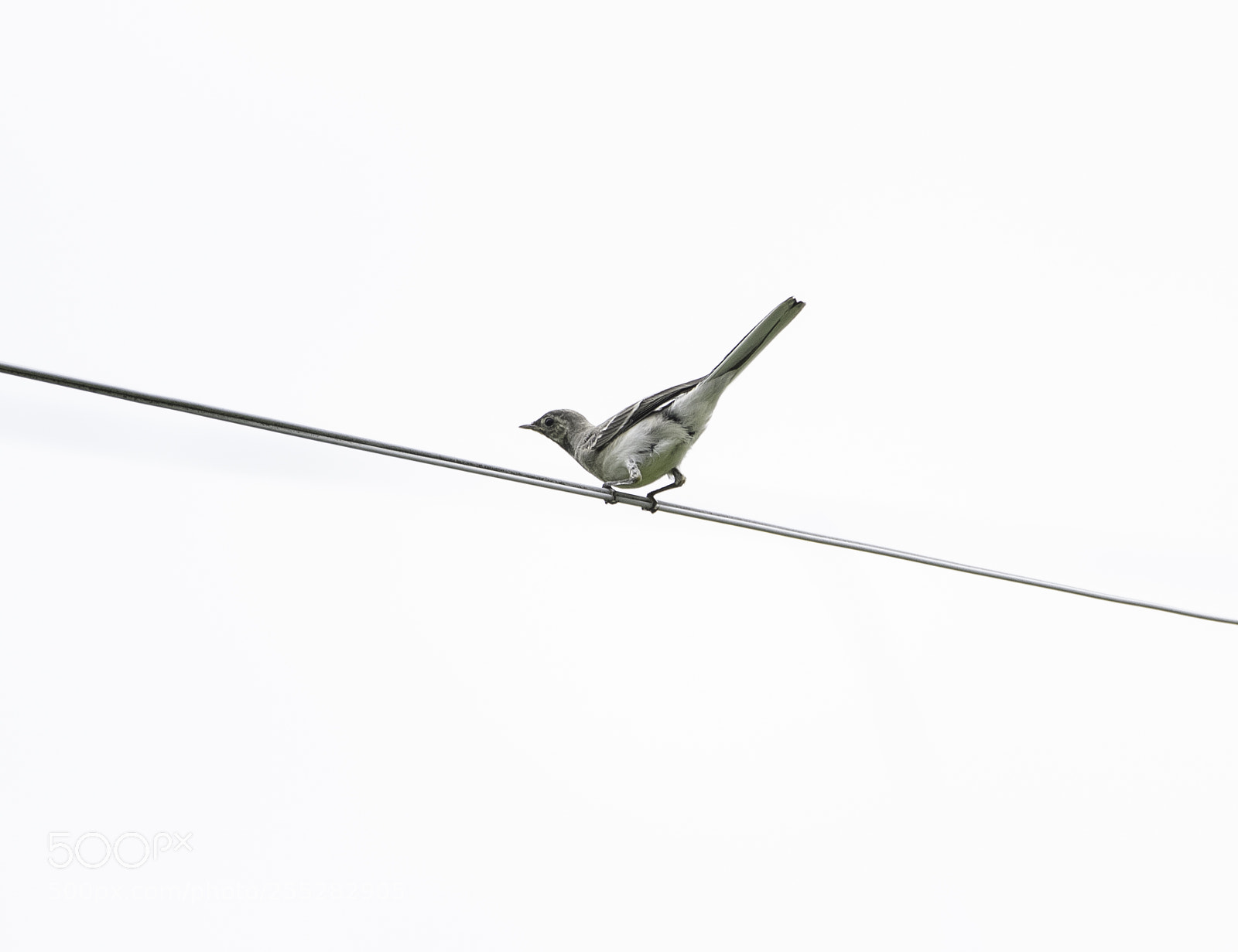 Nikon D5300 sample photo. White wagtail sdesrla o photography