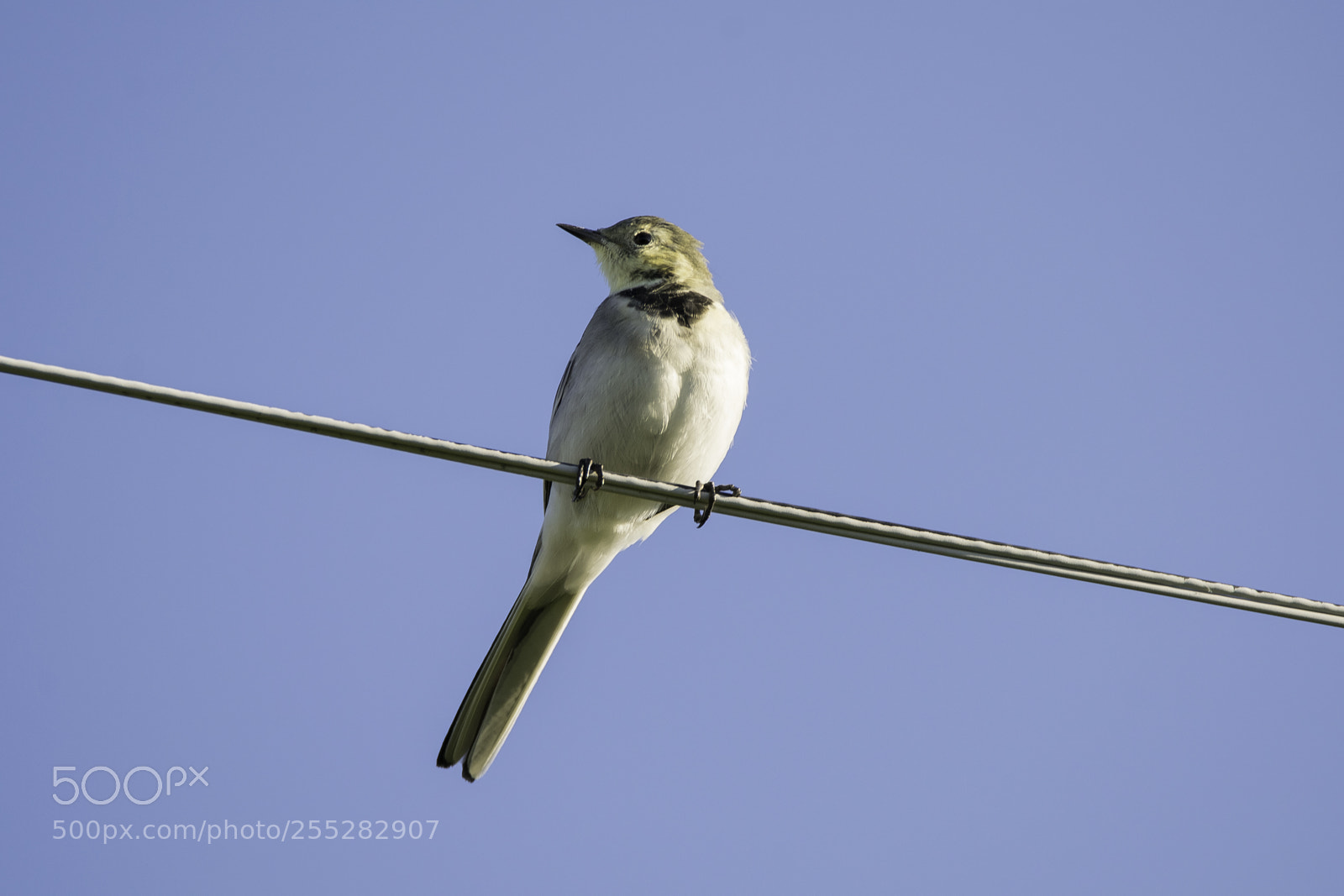Nikon D5300 sample photo. White wagtail sdesrla o photography