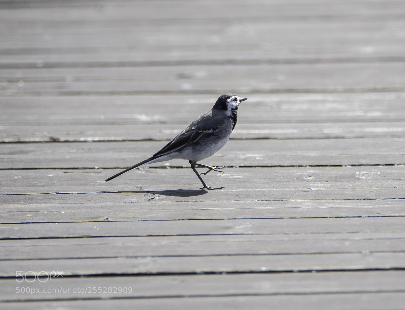 Nikon D5300 sample photo. White wagtail sdesrla o photography