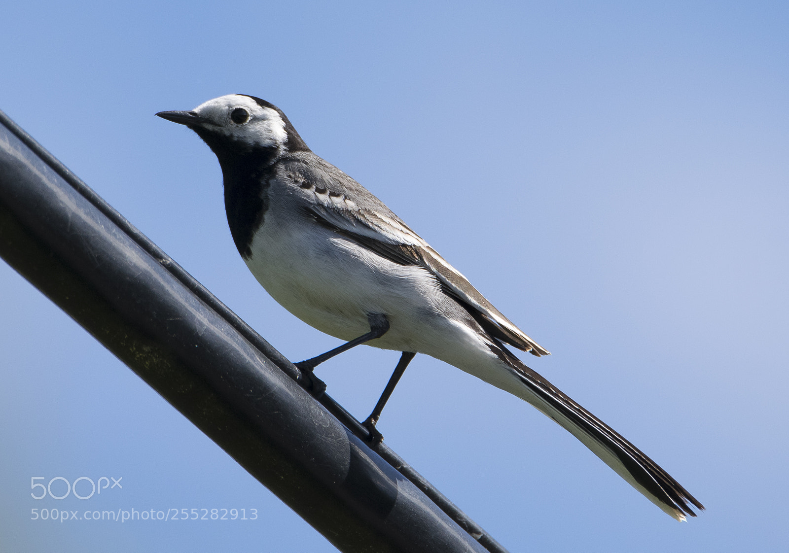 Nikon D5300 sample photo. White wagtail sdesrla o photography