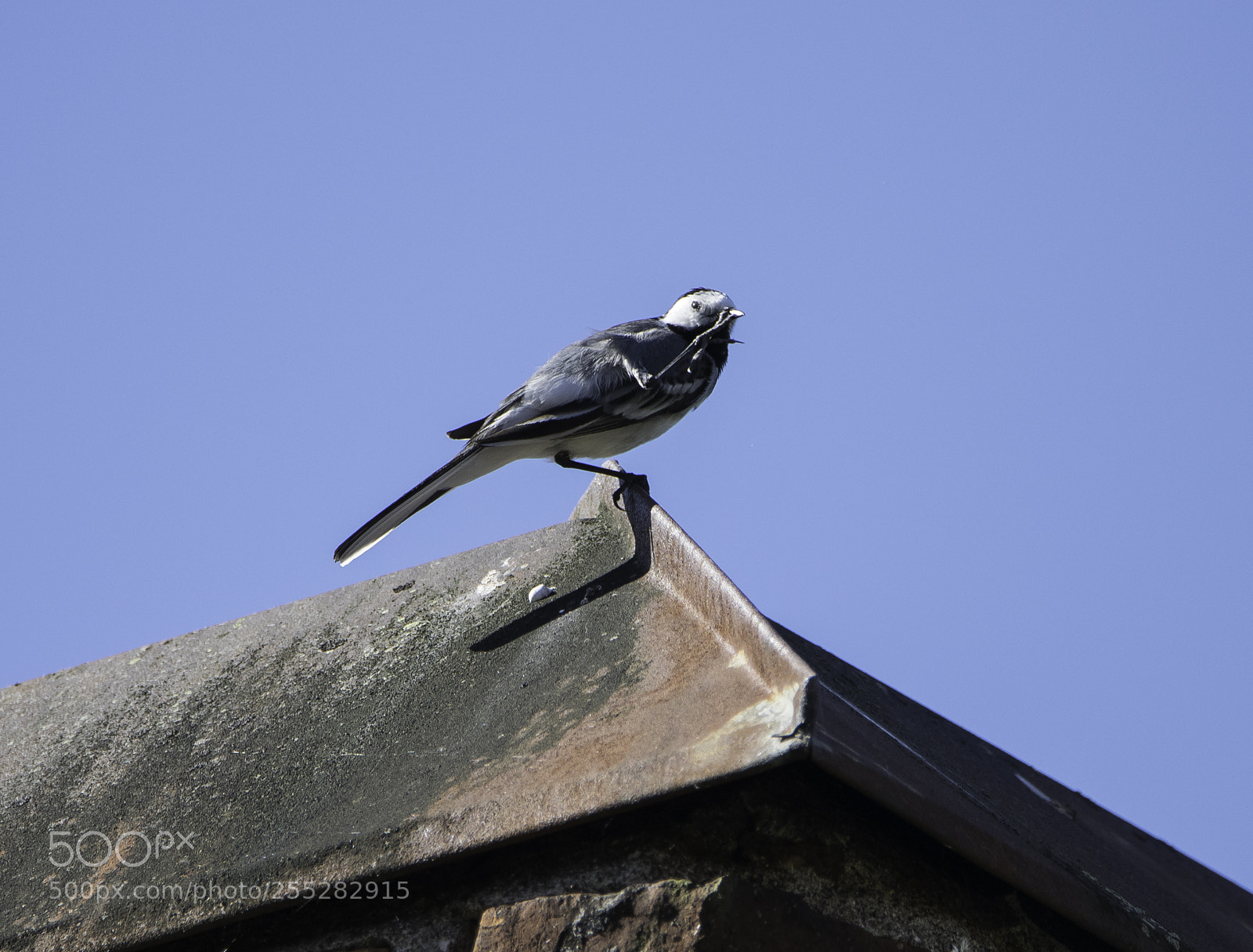 Nikon D5300 sample photo. White wagtail sdesrla o photography