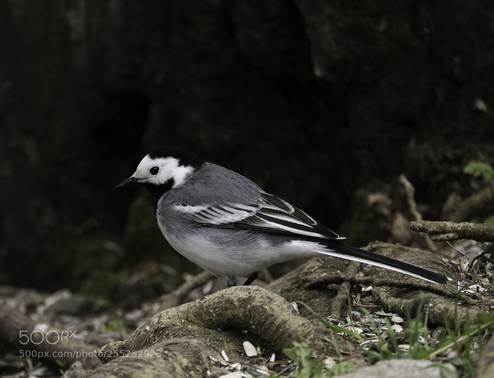 Nikon D5300 sample photo. White wagtail sdesrla o photography