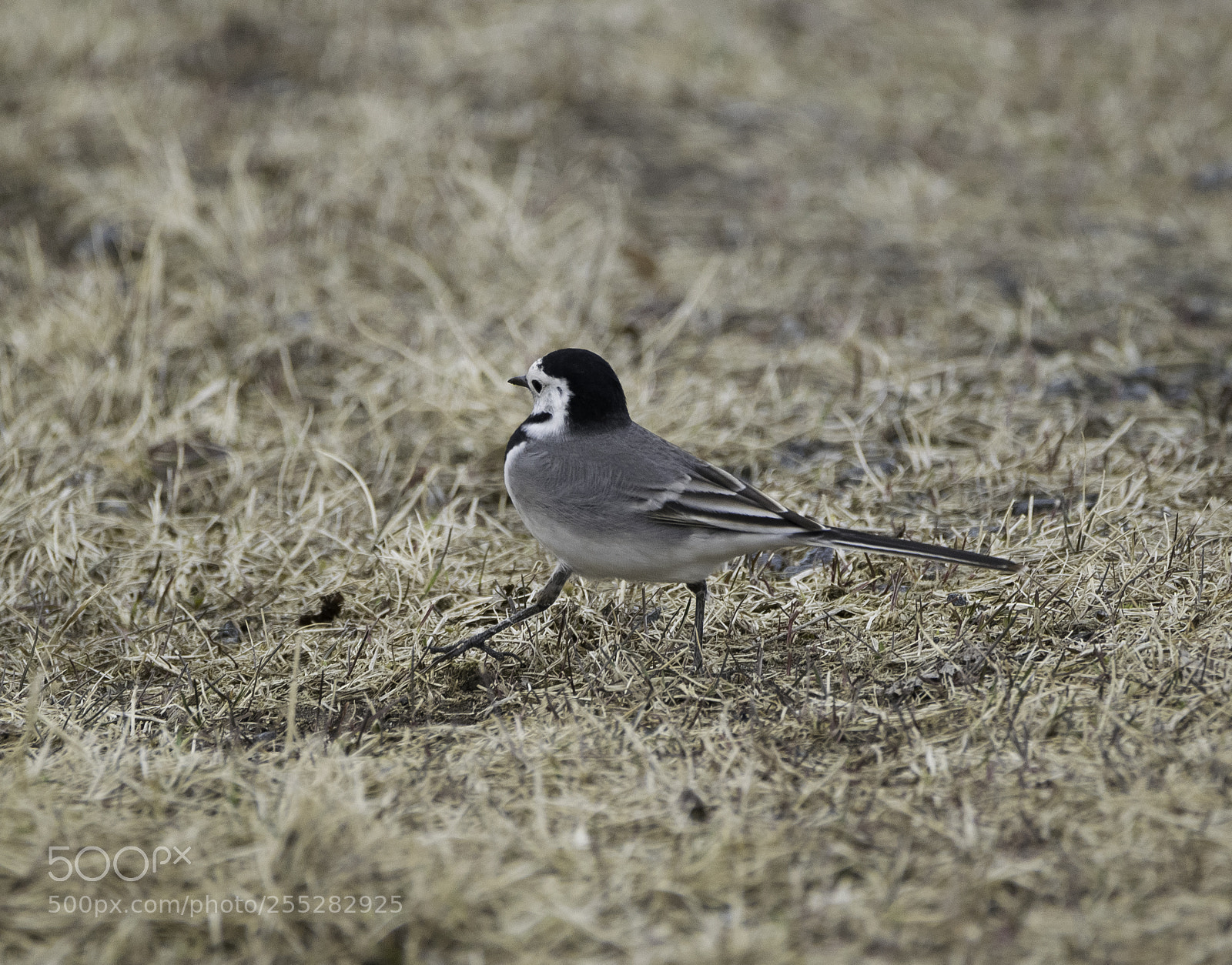 Nikon D5300 sample photo. White wagtail sdesrla o photography