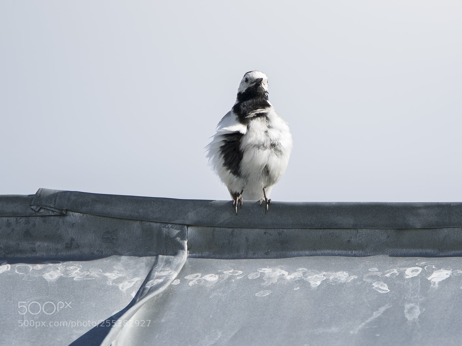 Nikon D5300 sample photo. White wagtail sdesrla o photography