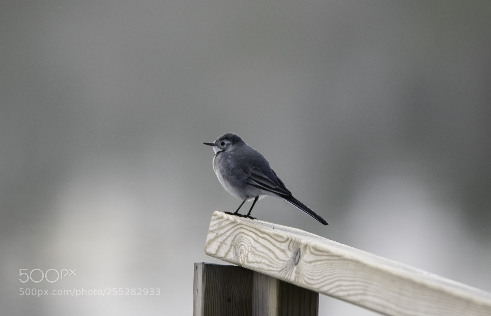 Nikon D5300 sample photo. White wagtail sdesrla o photography