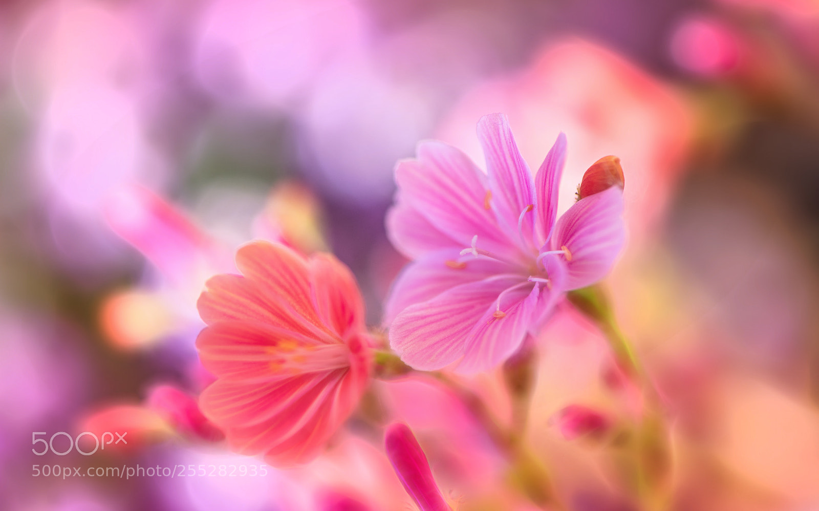 Nikon D850 sample photo. Pink softness photography