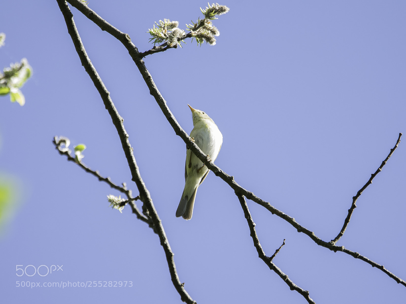 Nikon D5300 sample photo. Willow warbler lvsngare o photography