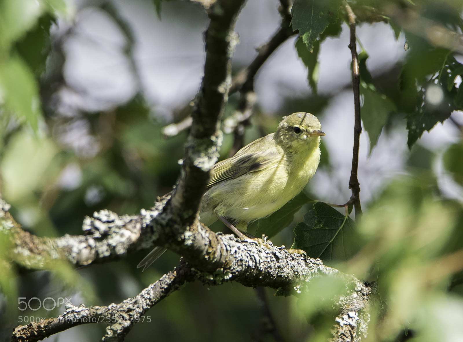 Nikon D5300 sample photo. Willow warbler lvsngare o photography