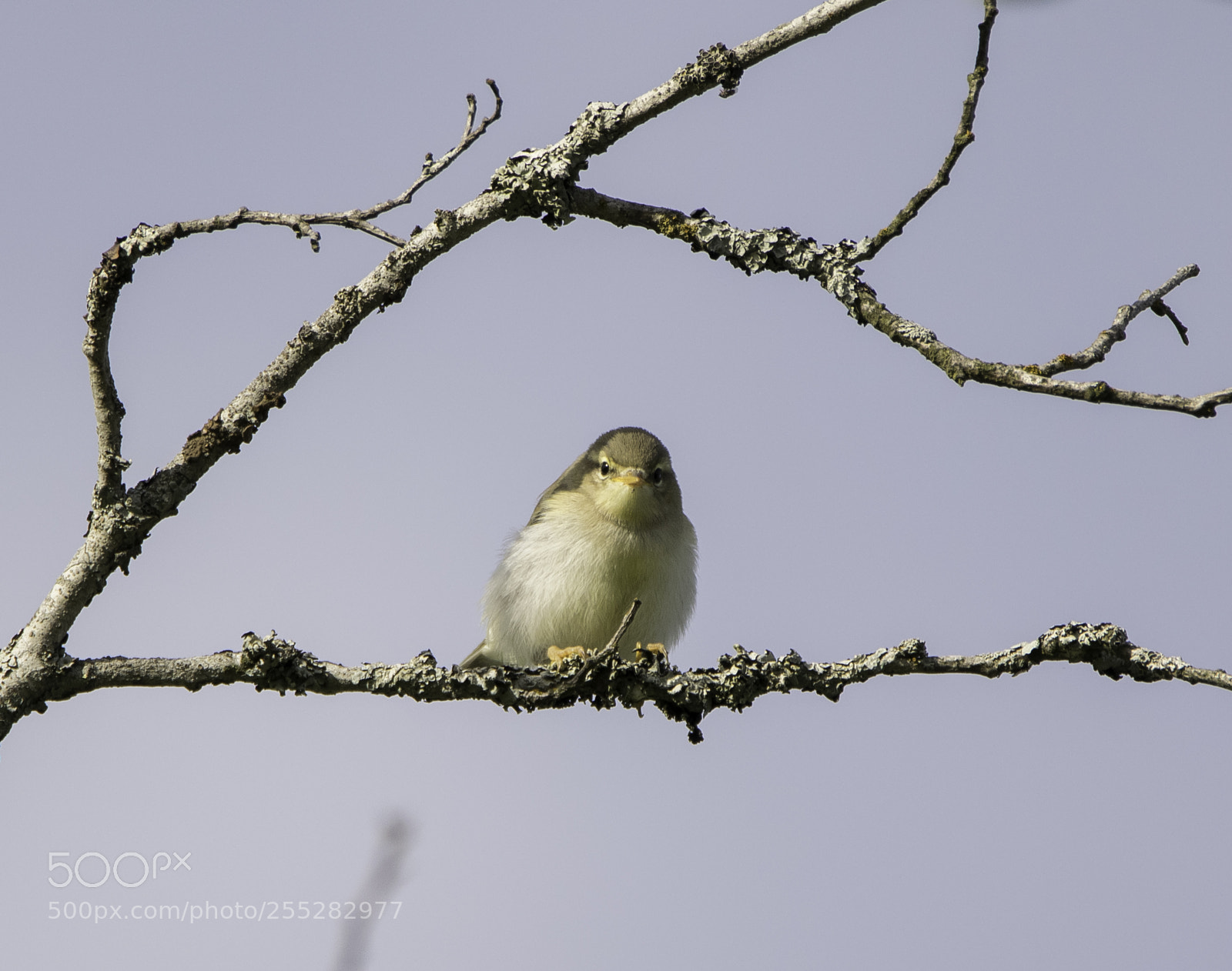 Nikon D5300 sample photo. Willow warbler lvsngare o photography