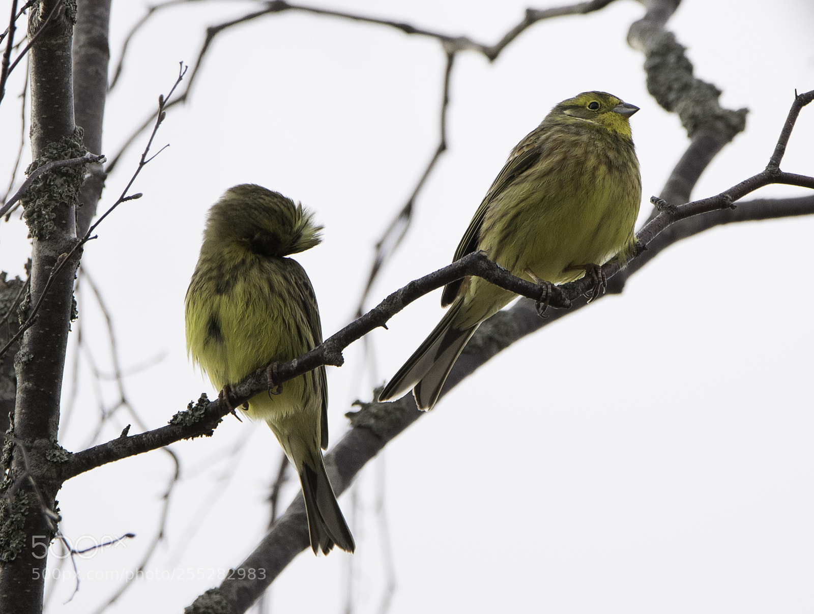 Nikon D5300 sample photo. Yellowhammer gulsparv o photography