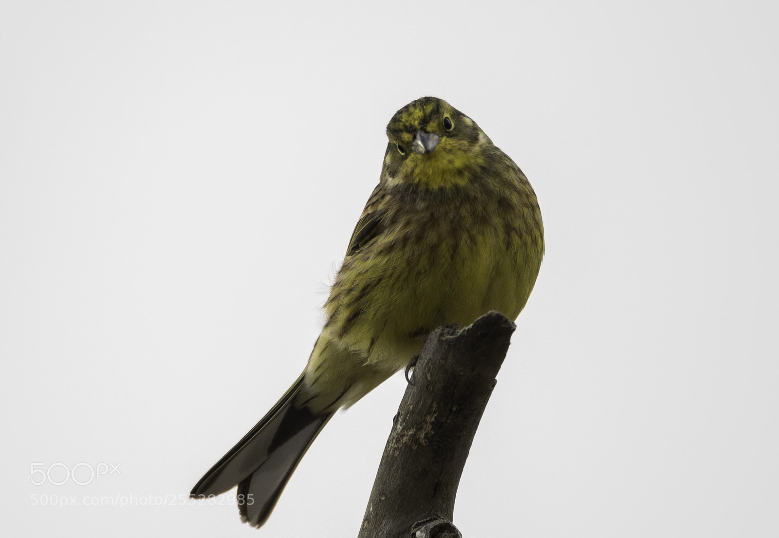 Nikon D5300 sample photo. Yellowhammer gulsparv o photography