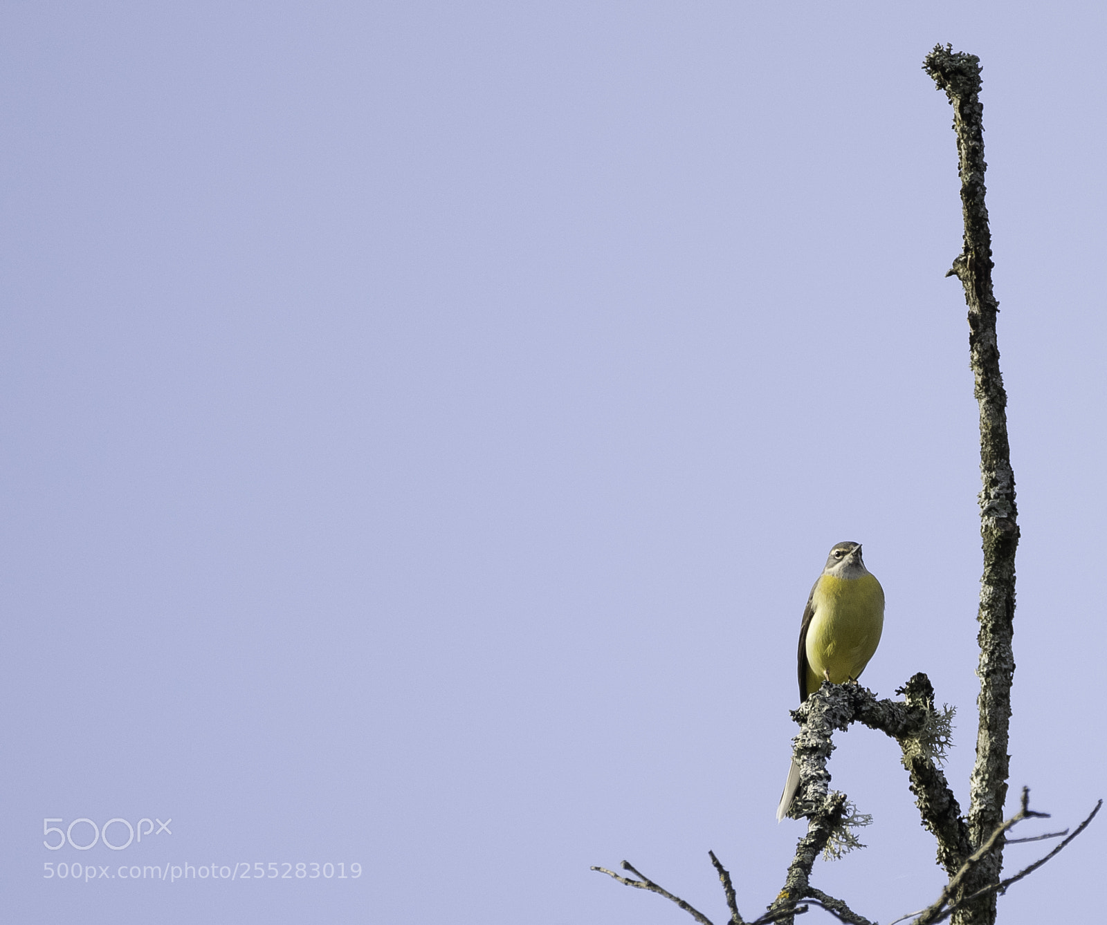 Nikon D5300 sample photo. Yellow wagtail gulrla o photography