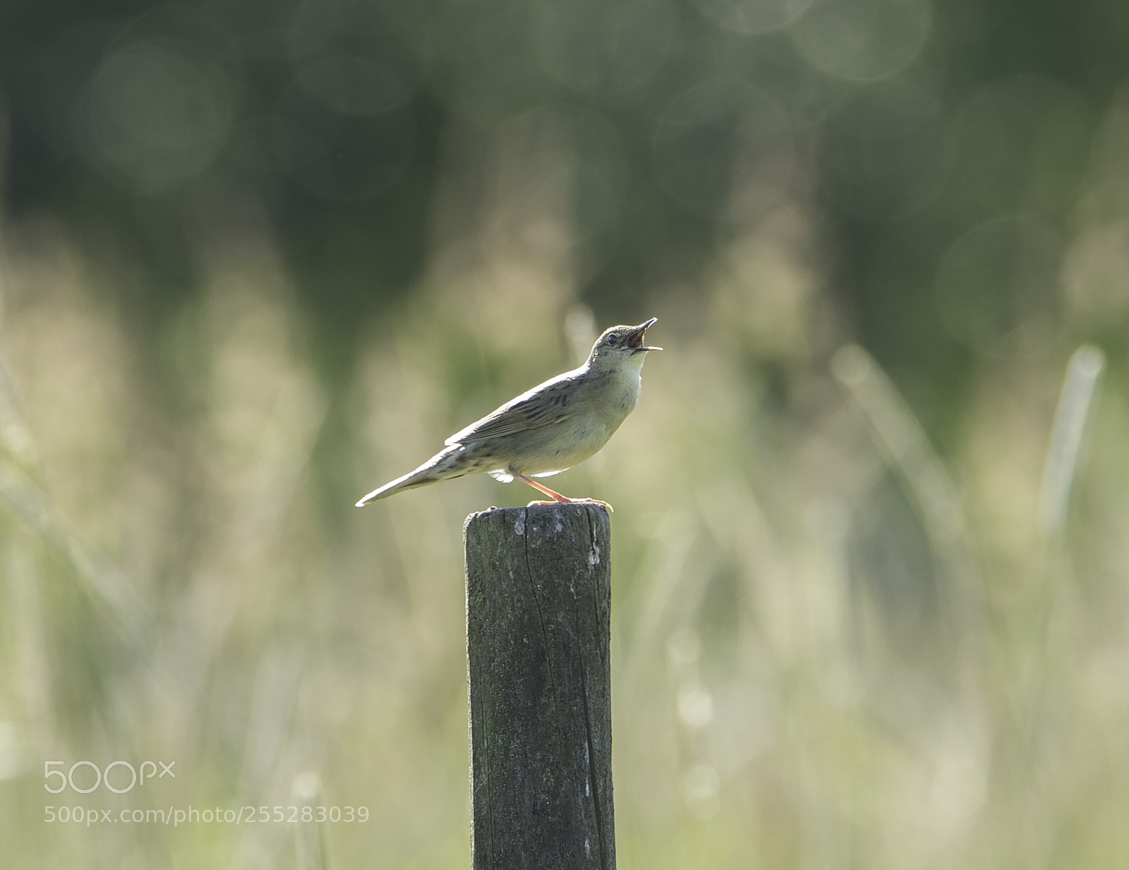 Nikon D5300 sample photo. Zitting cisticola grssngare o photography