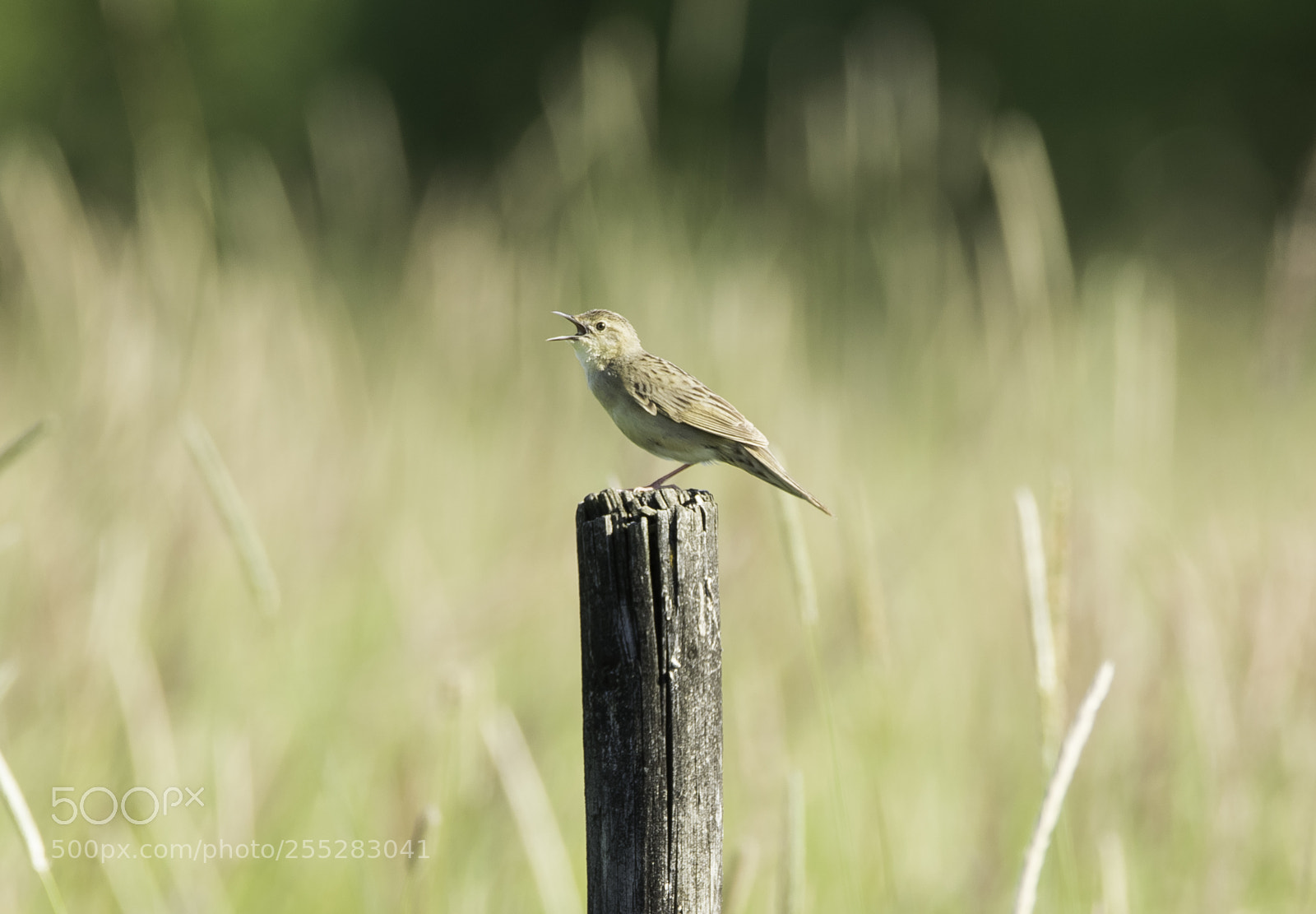 Nikon D5300 sample photo. Zitting cisticola grssngare o photography
