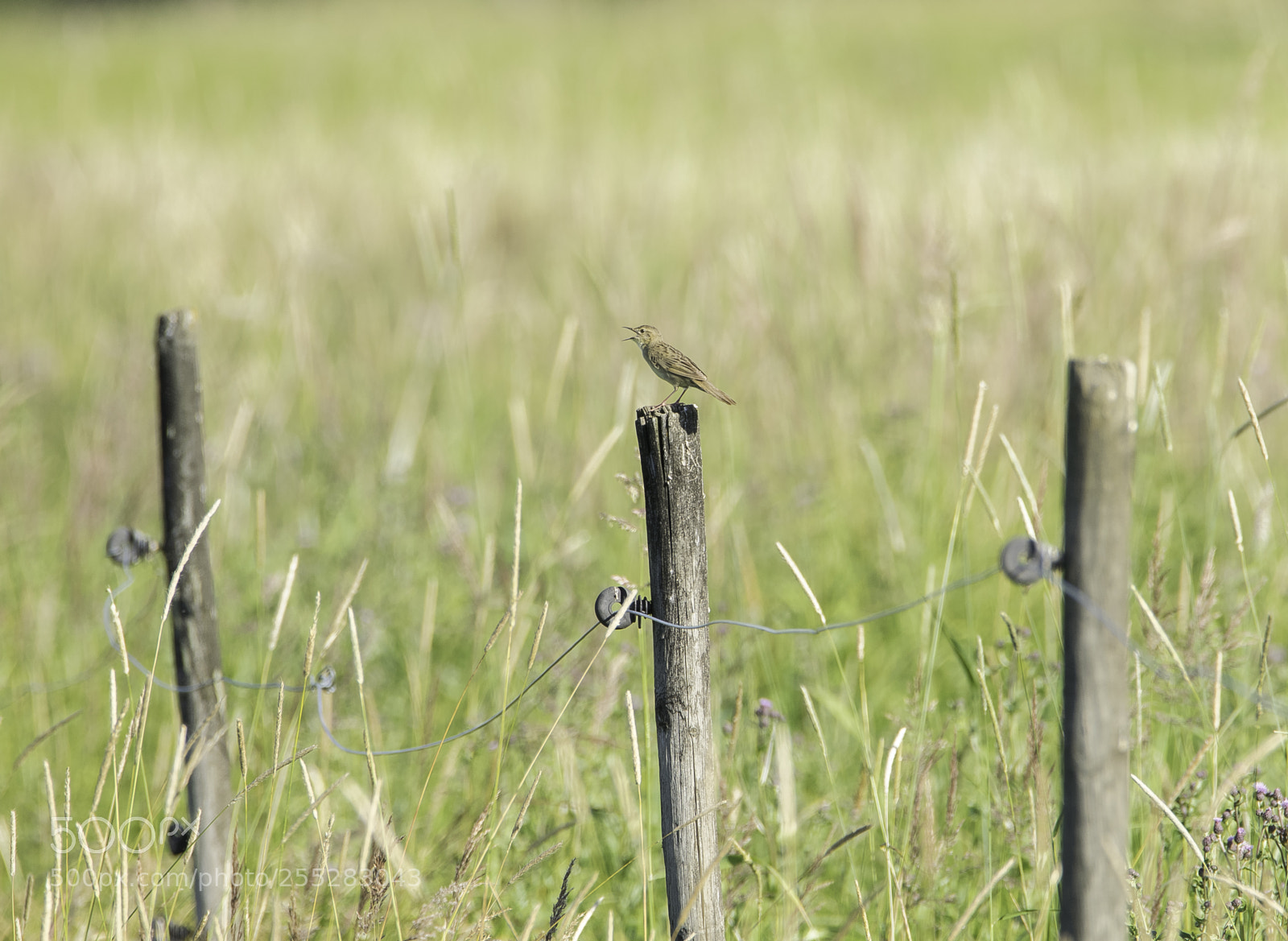 Nikon D5300 sample photo. Zitting cisticola grssngare o photography