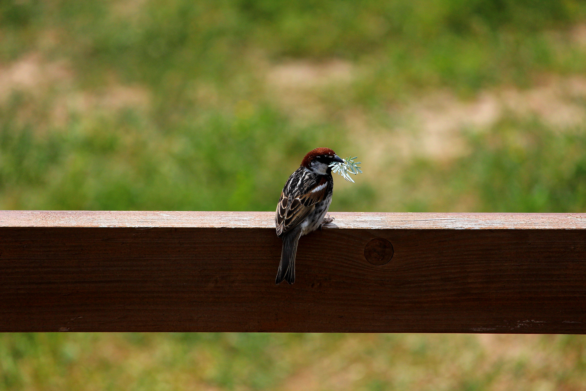 Canon EF-S 55-250mm F4-5.6 IS STM sample photo. Passero con ramoscello photography