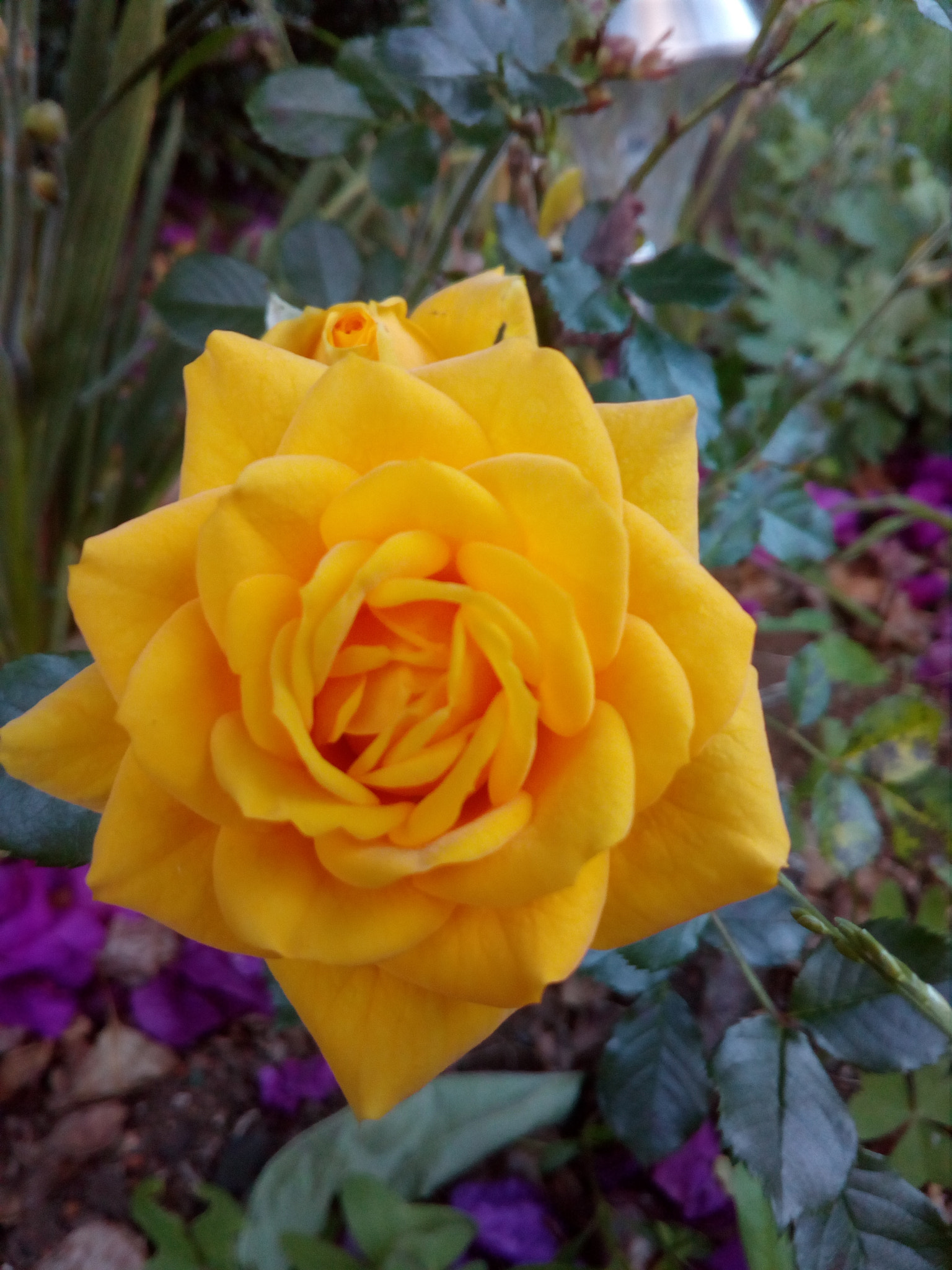 HUAWEI Y6 Elite sample photo. Turned out better than i thought #nature #rose photography