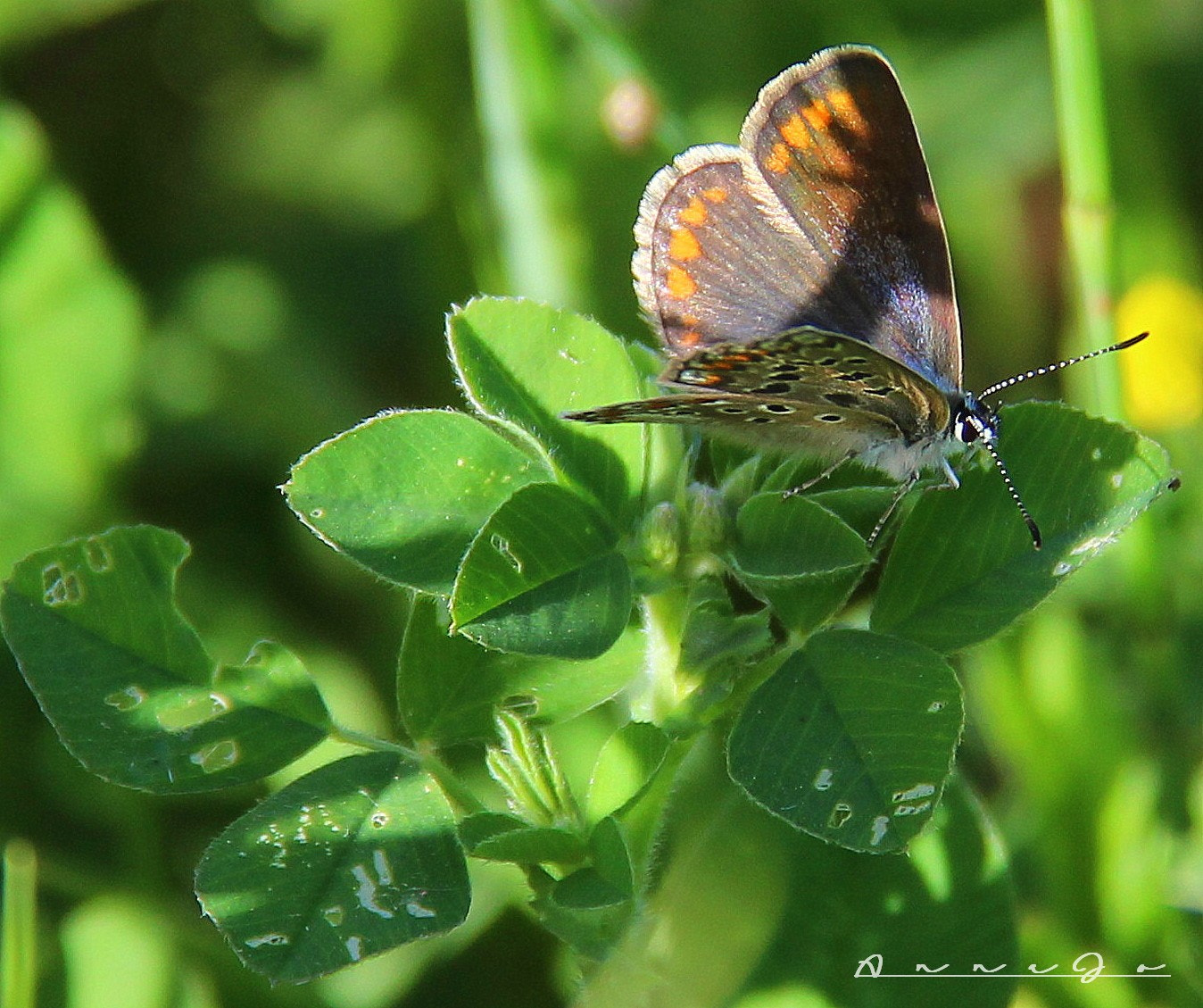 Canon EF-S 18-200mm F3.5-5.6 IS sample photo. She photography